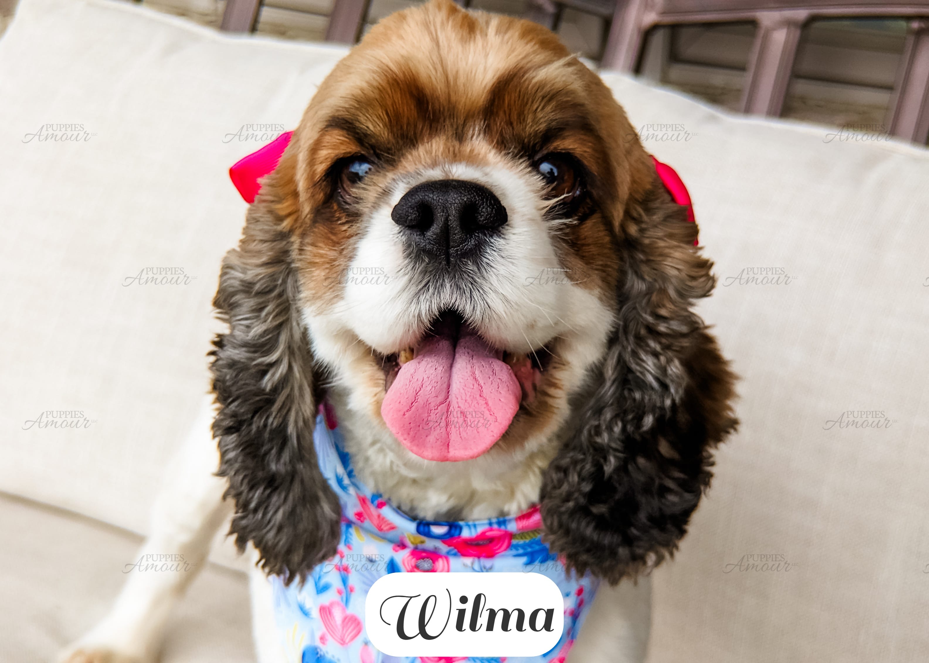 Wilma – Cocker Spaniel puppy for sale in Lima, OH