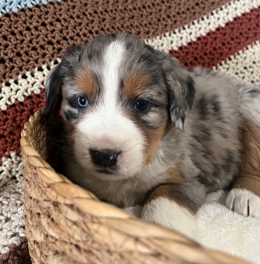 Honey – Australian Shepherd, Bernese Mountain Dog puppy for sale in Chetek, WI