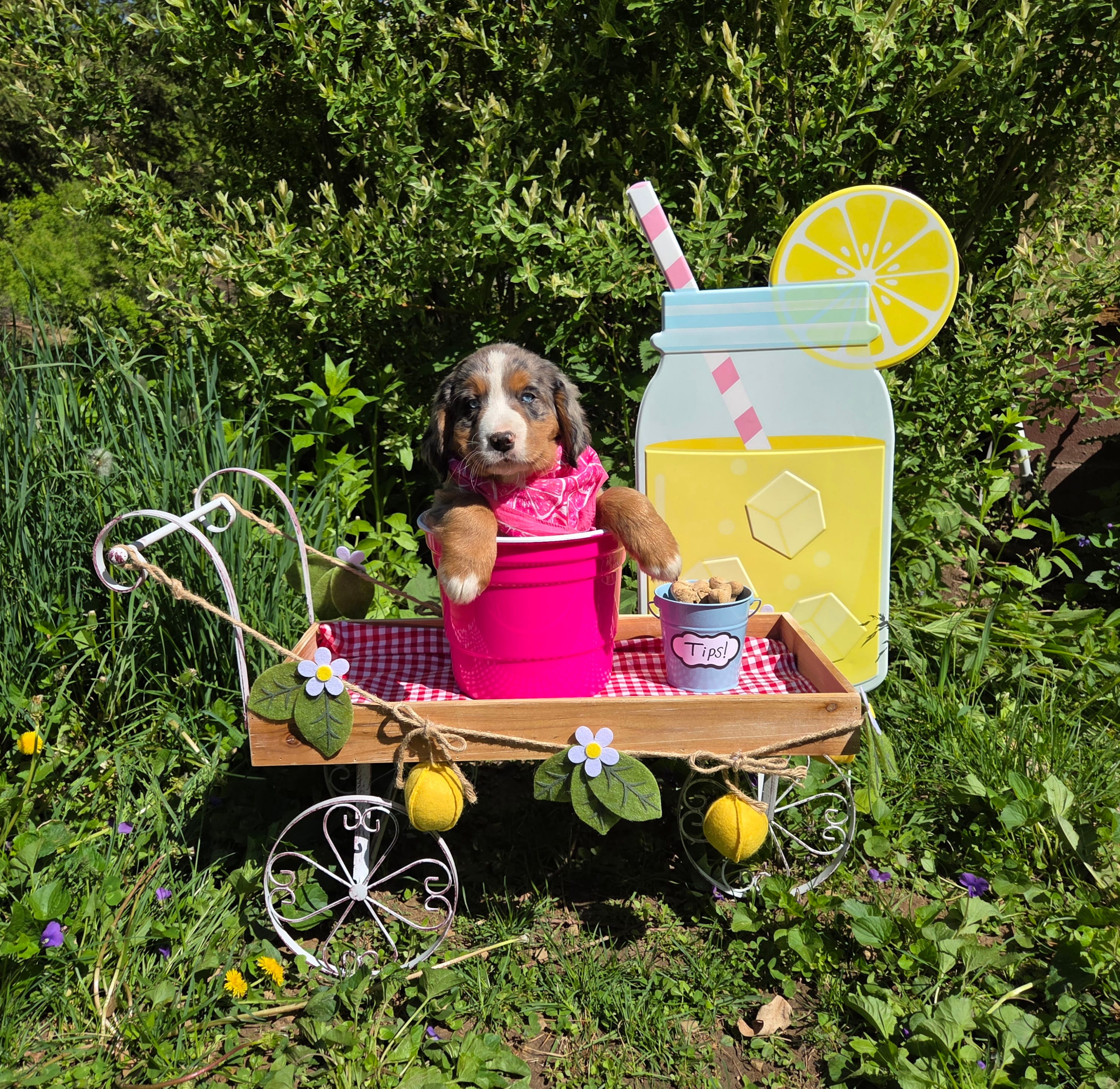 Sadie – Australian Shepherd, Bernese Mountain Dog puppy for sale in Chetek, WI