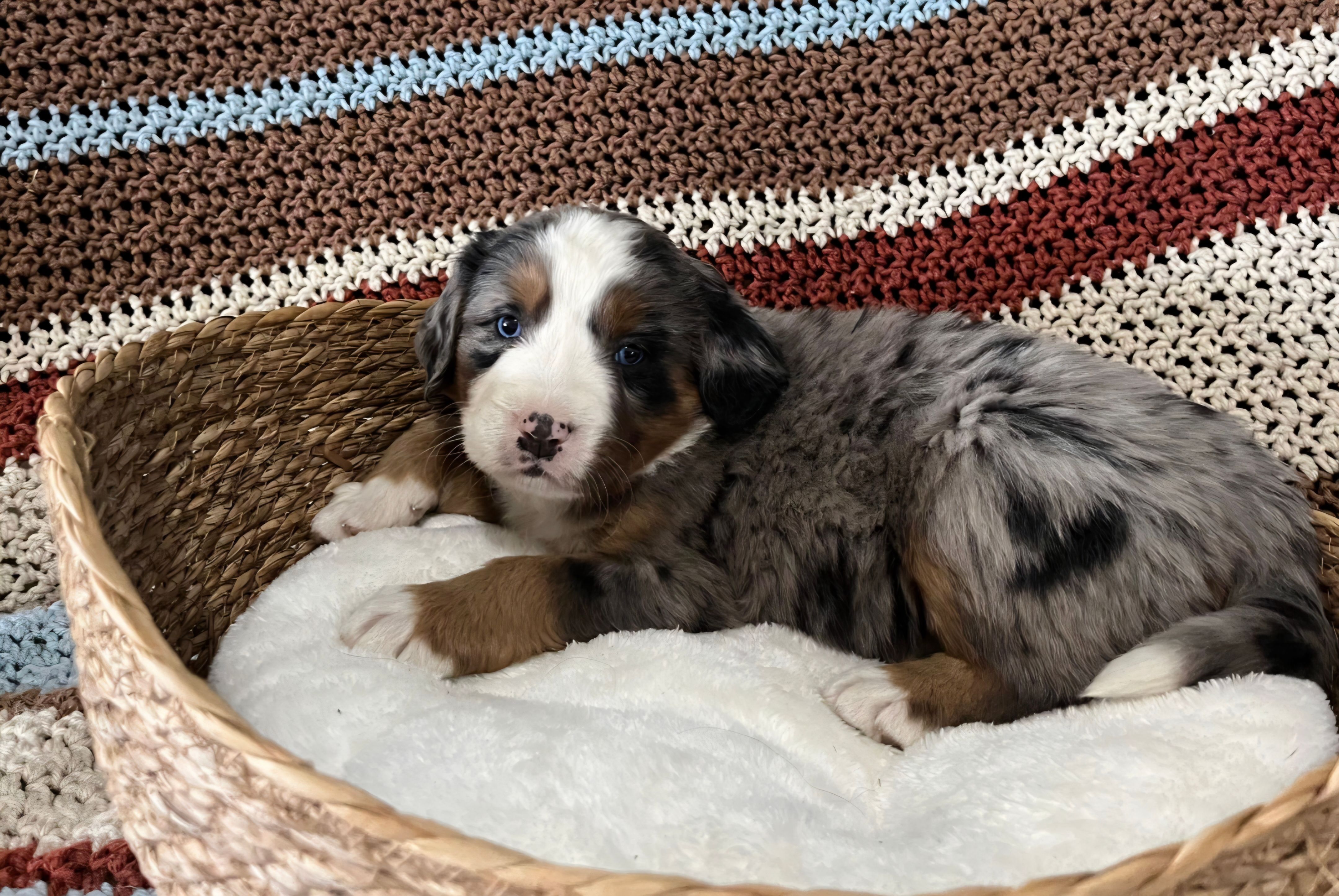 Mae – Australian Shepherd, Bernese Mountain Dog puppy for sale in Chetek, WI
