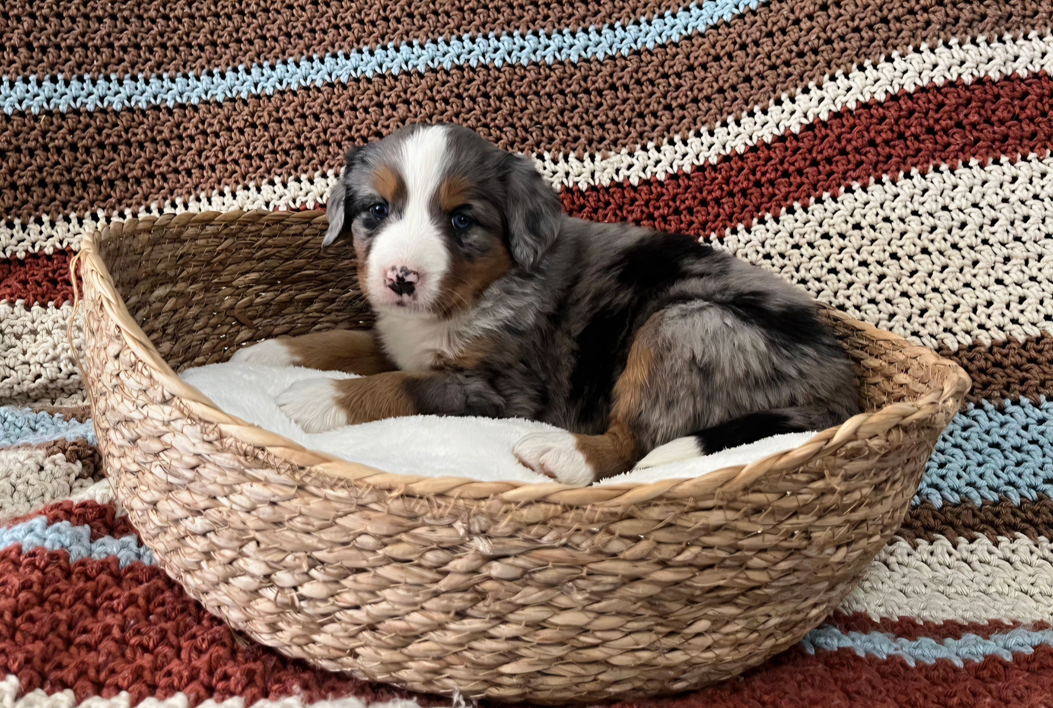 Roxy – Australian Shepherd, Bernese Mountain Dog puppy for sale in Chetek, WI