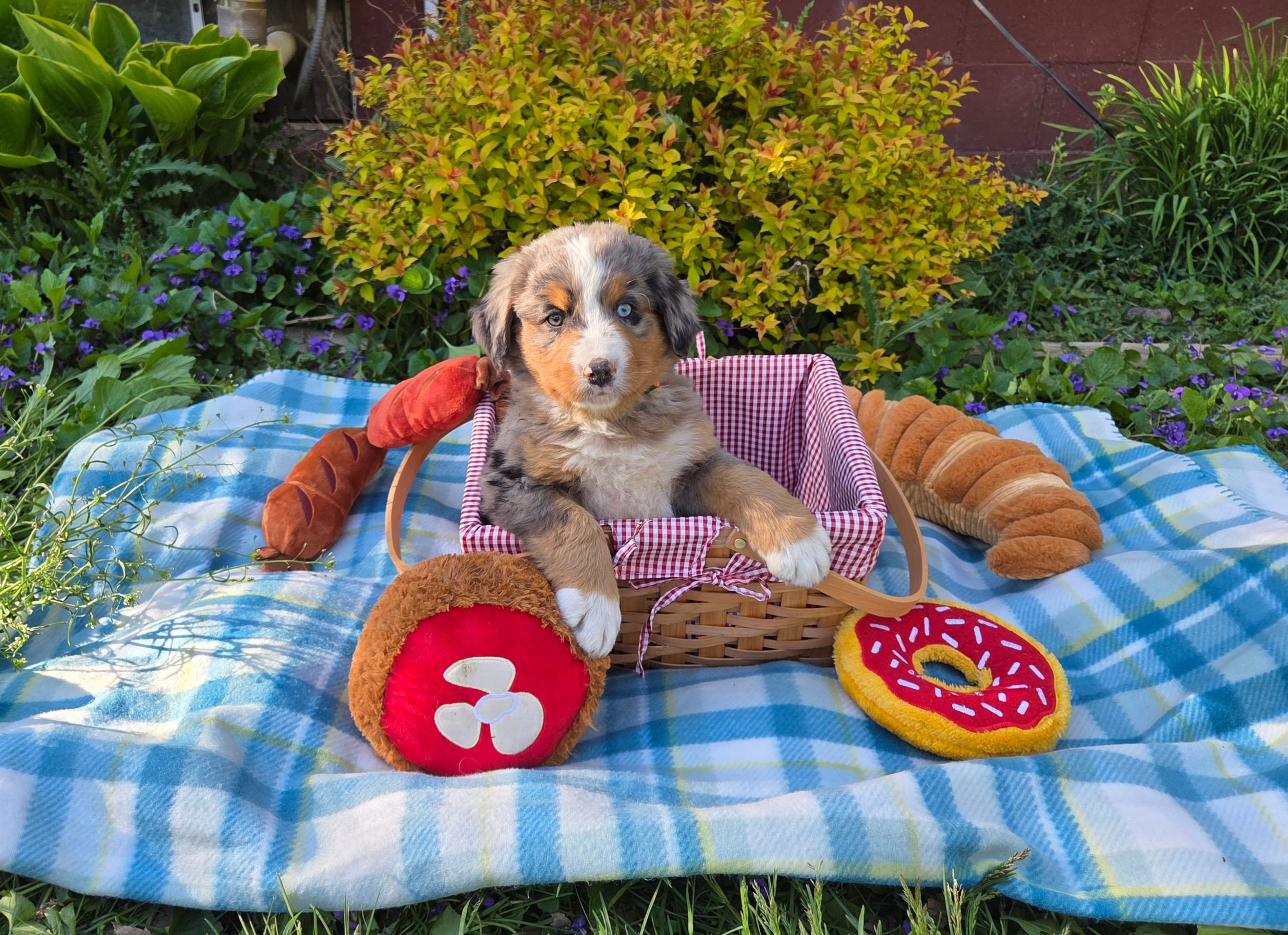 Rex – Australian Shepherd, Bernese Mountain Dog puppy for sale in Chetek, WI
