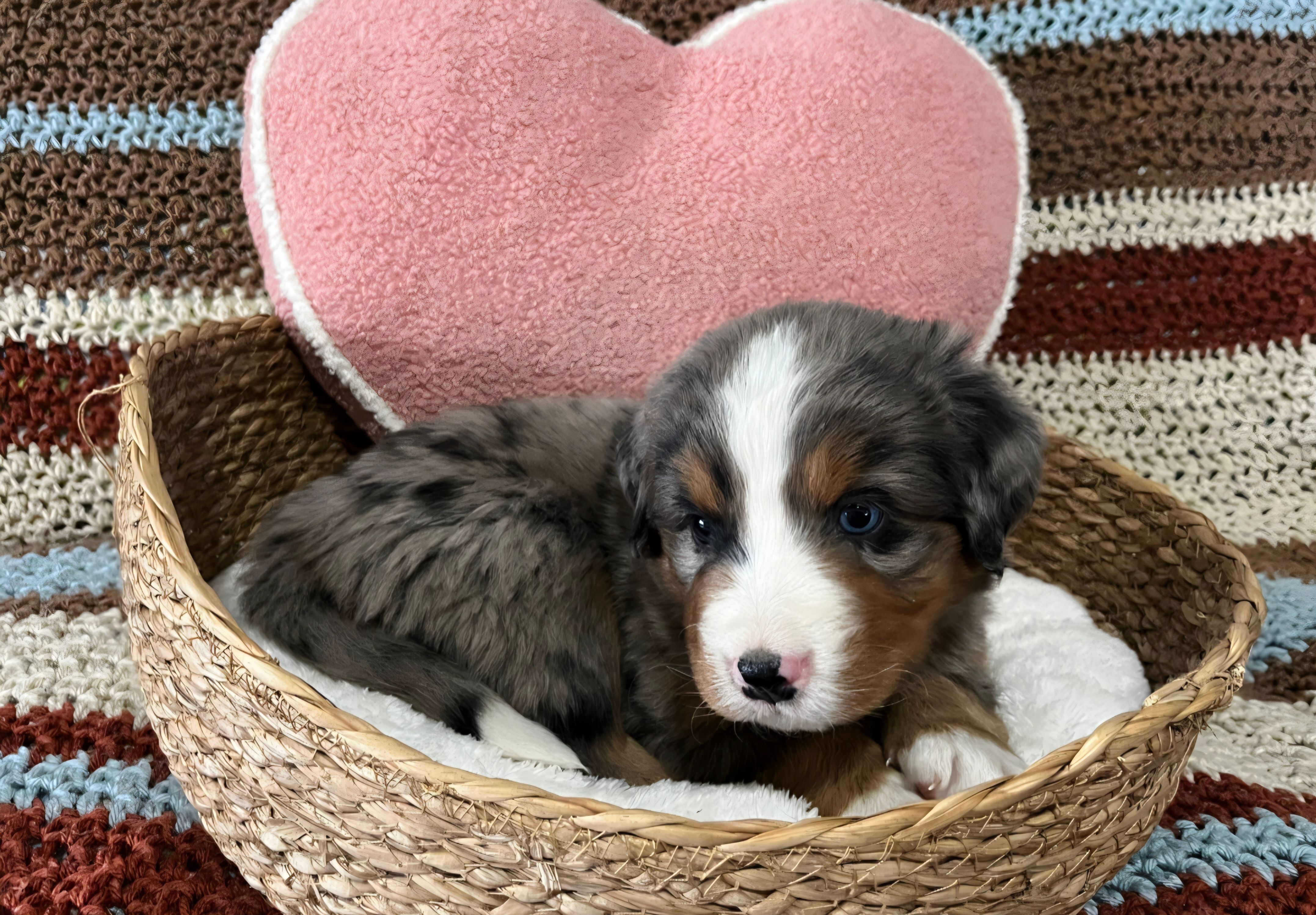 Rex – Australian Shepherd, Bernese Mountain Dog puppy for sale in Chetek, WI