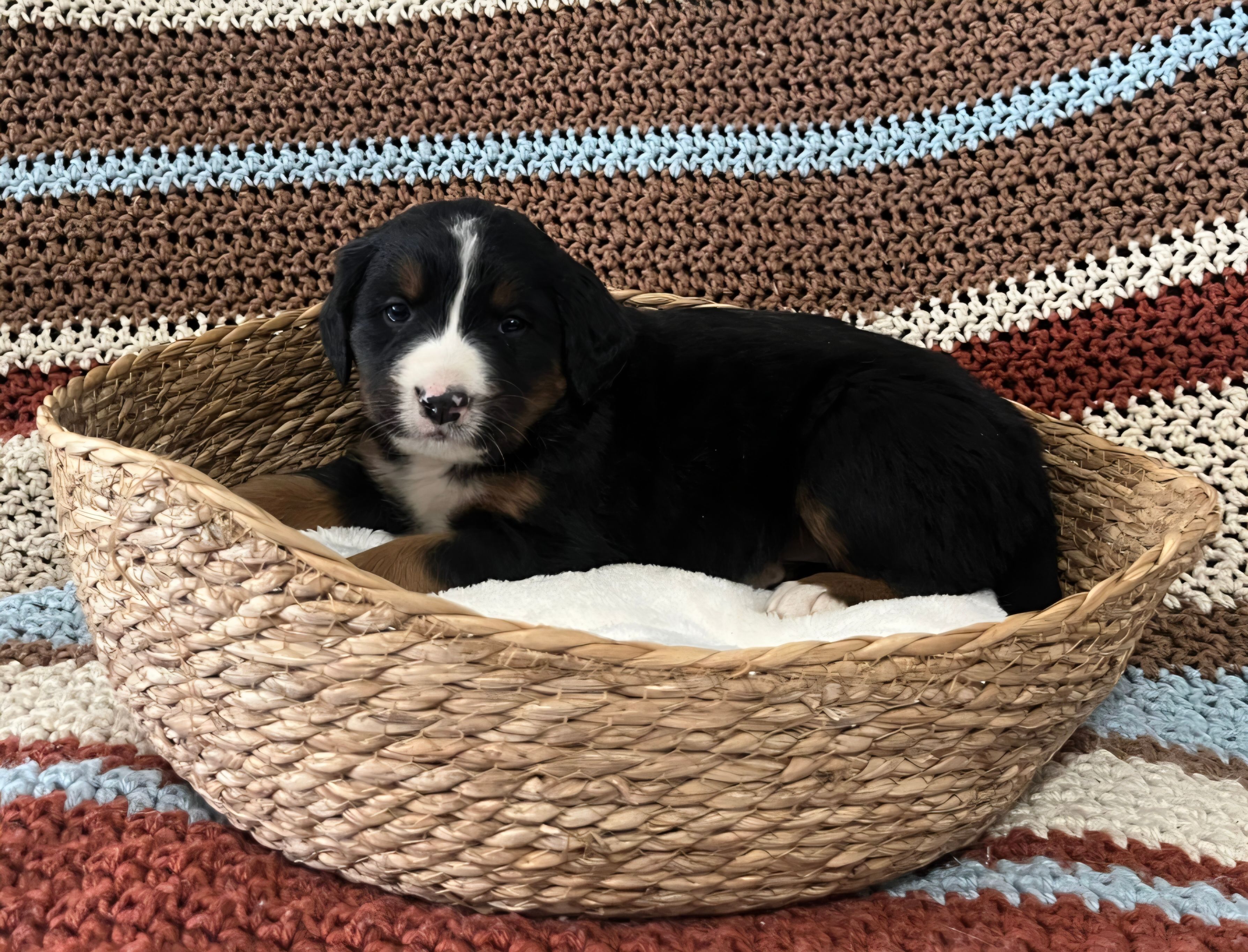 Lainey – Australian Shepherd, Bernese Mountain Dog puppy for sale in Chetek, WI