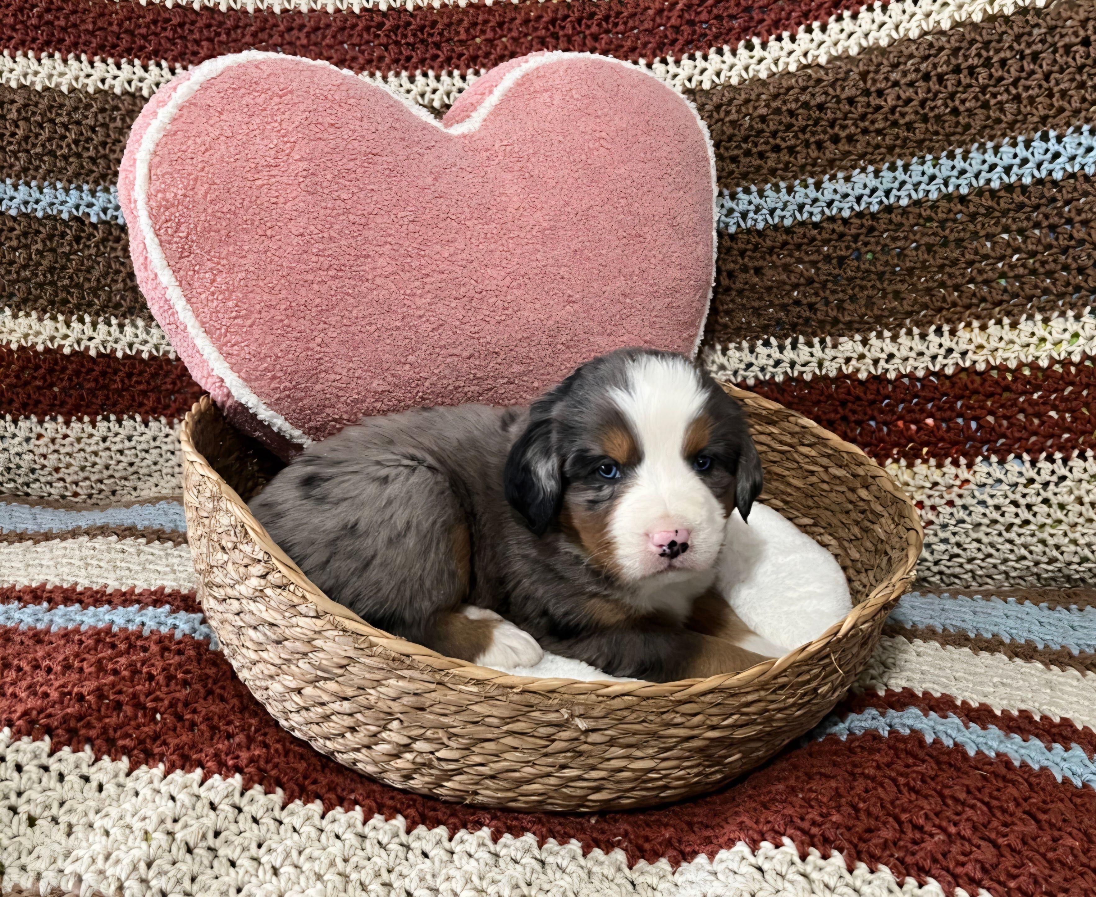 Scout – Australian Shepherd, Bernese Mountain Dog puppy for sale in Chetek, WI