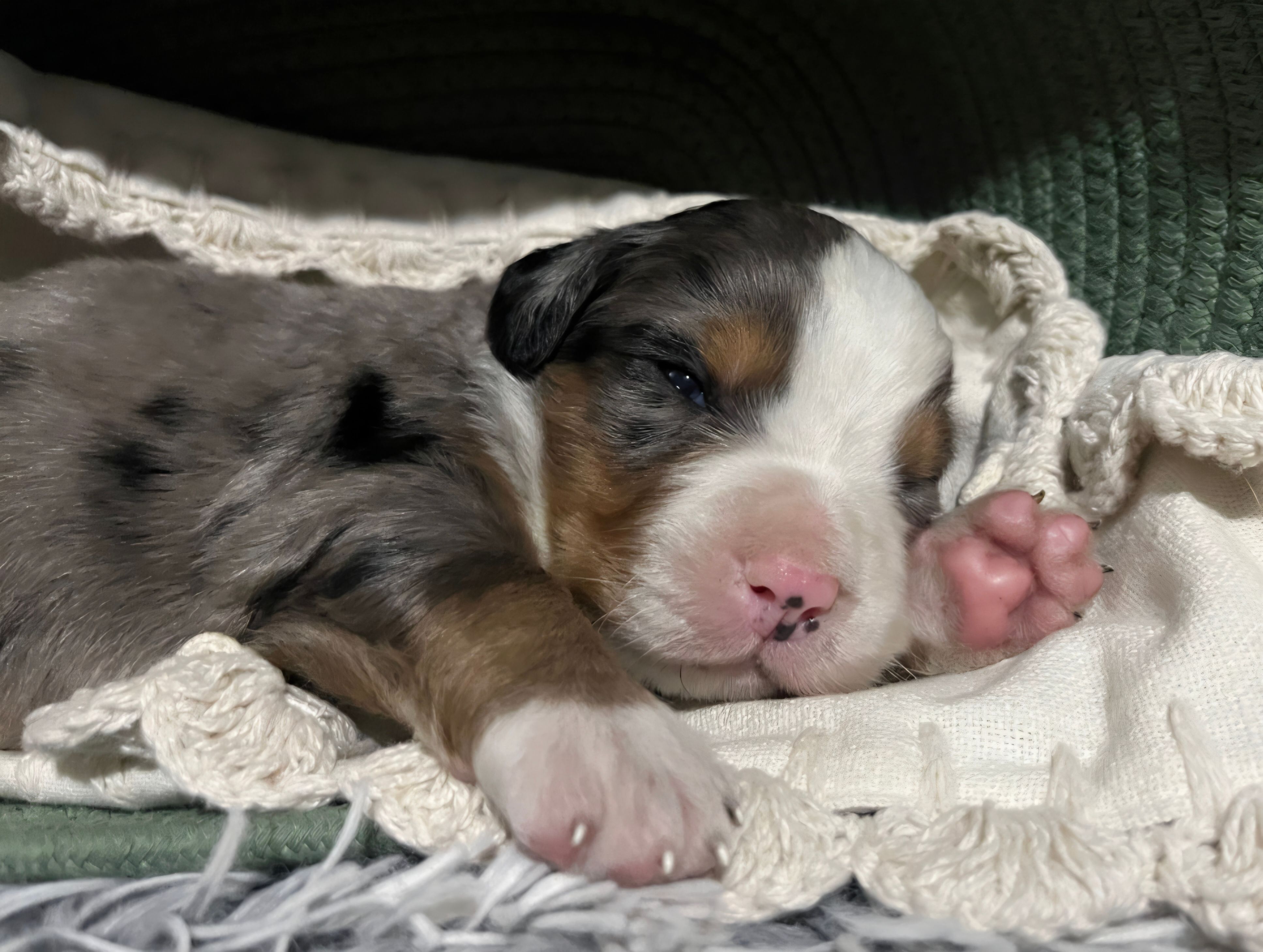 Scout – Australian Shepherd, Bernese Mountain Dog puppy for sale in Chetek, WI