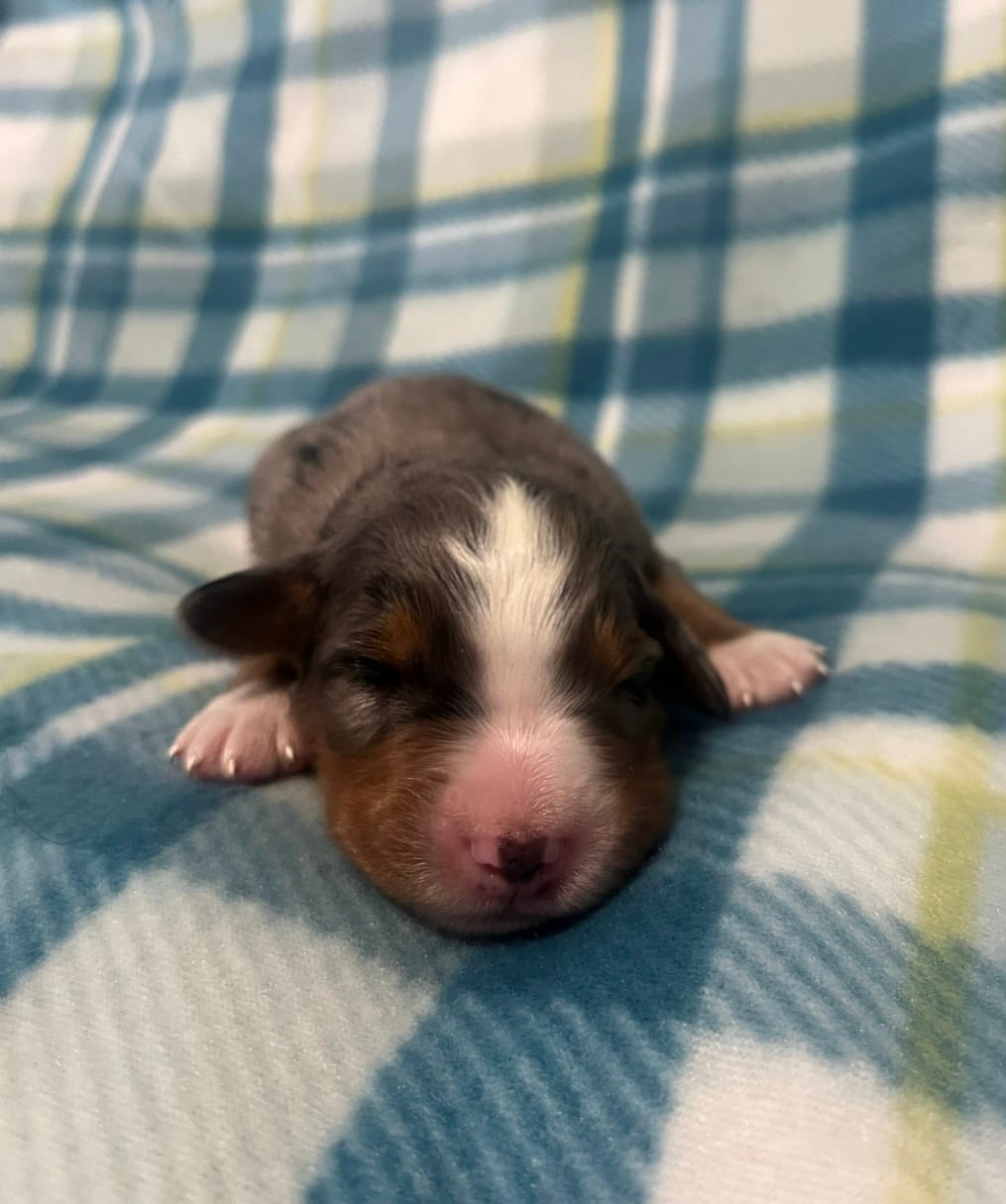 Rex – Australian Shepherd, Bernese Mountain Dog puppy for sale in Chetek, WI