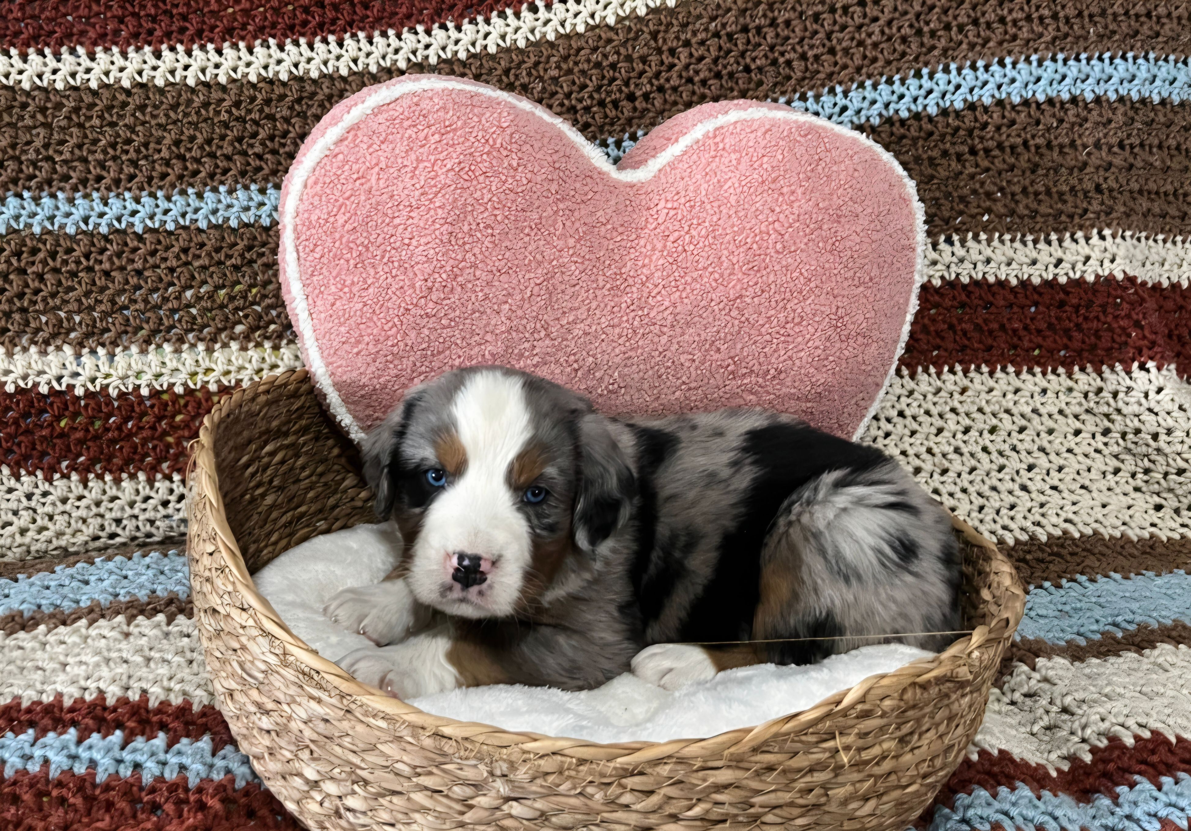 Winston – Australian Shepherd, Bernese Mountain Dog puppy for sale in Chetek, WI