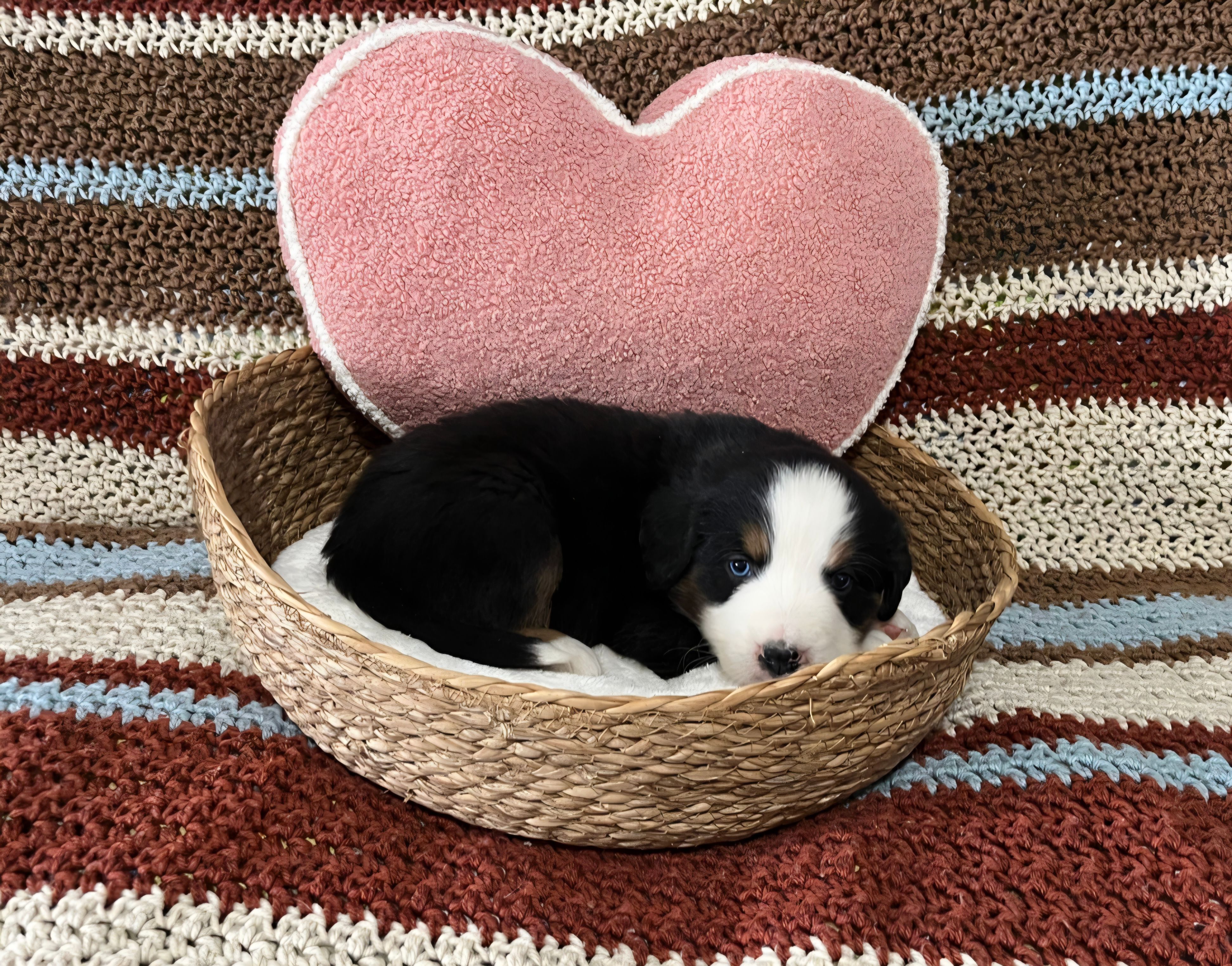 Charlie – Australian Shepherd, Bernese Mountain Dog puppy for sale in Chetek, WI