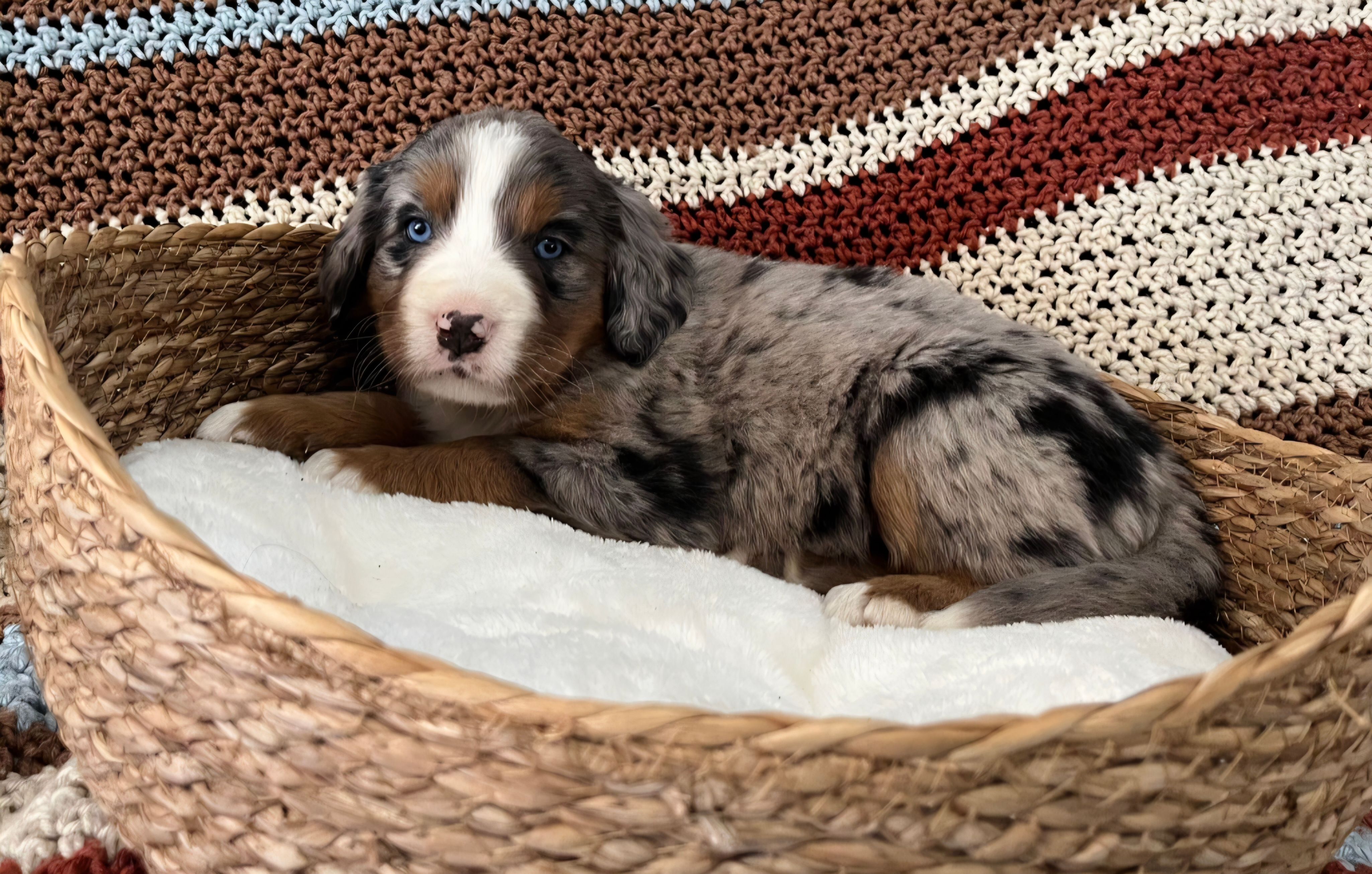 Sadie – Australian Shepherd, Bernese Mountain Dog puppy for sale in Chetek, WI