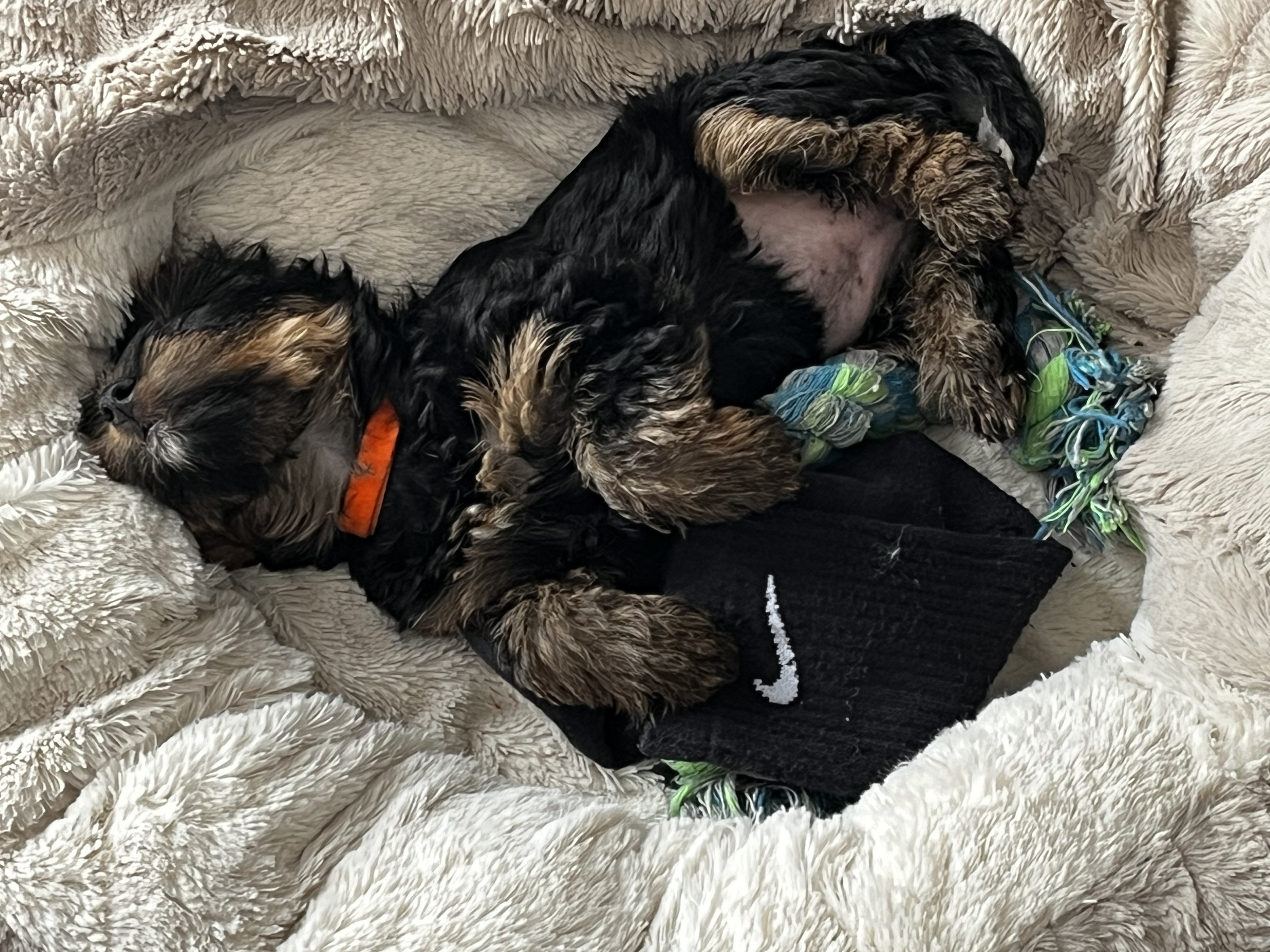 Sweetie  – Yorkshire Terrier puppy for sale in New Berlin, WI
