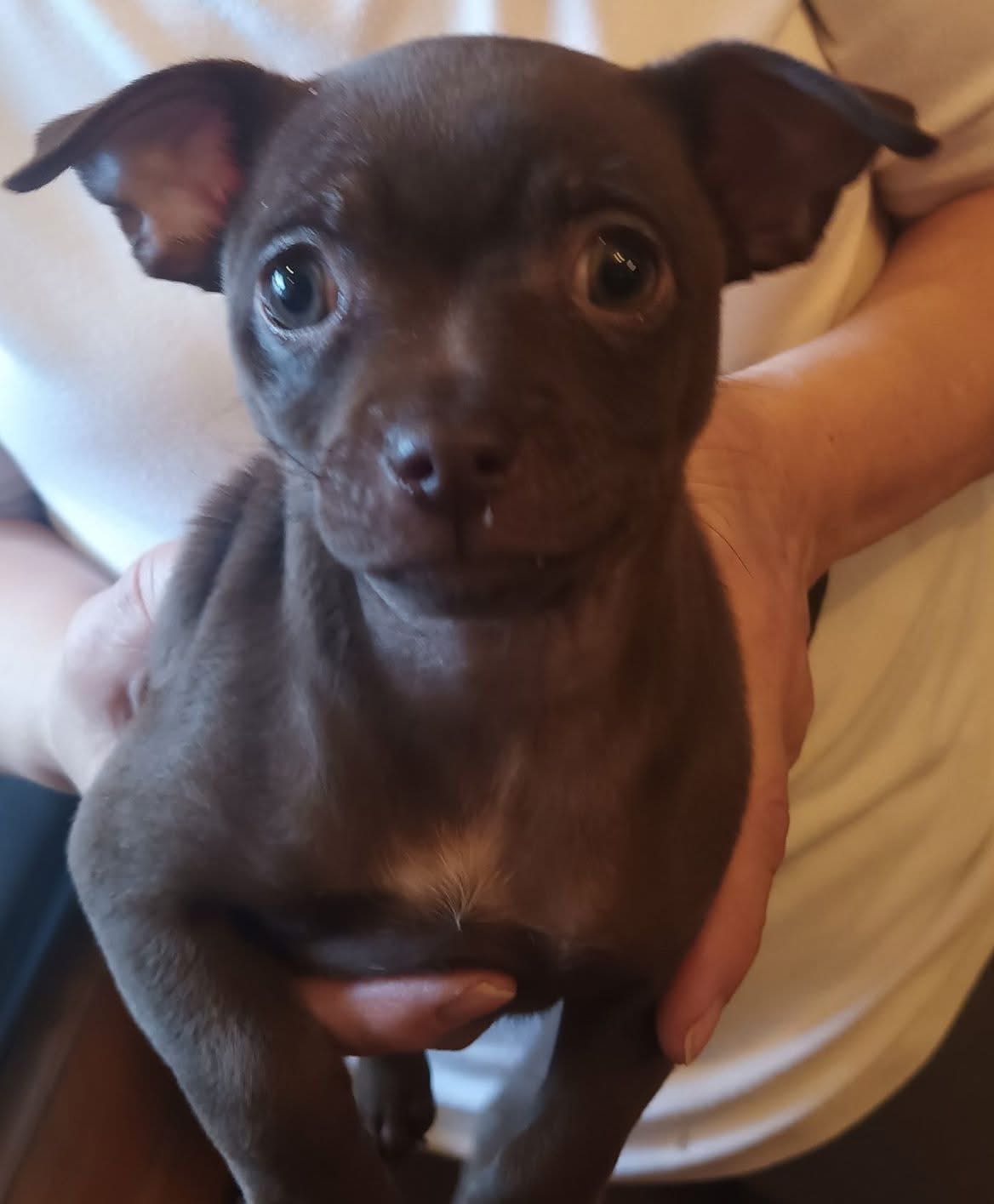 Lil Baby Girl – Chihuahua puppy for sale in New Berlin, WI