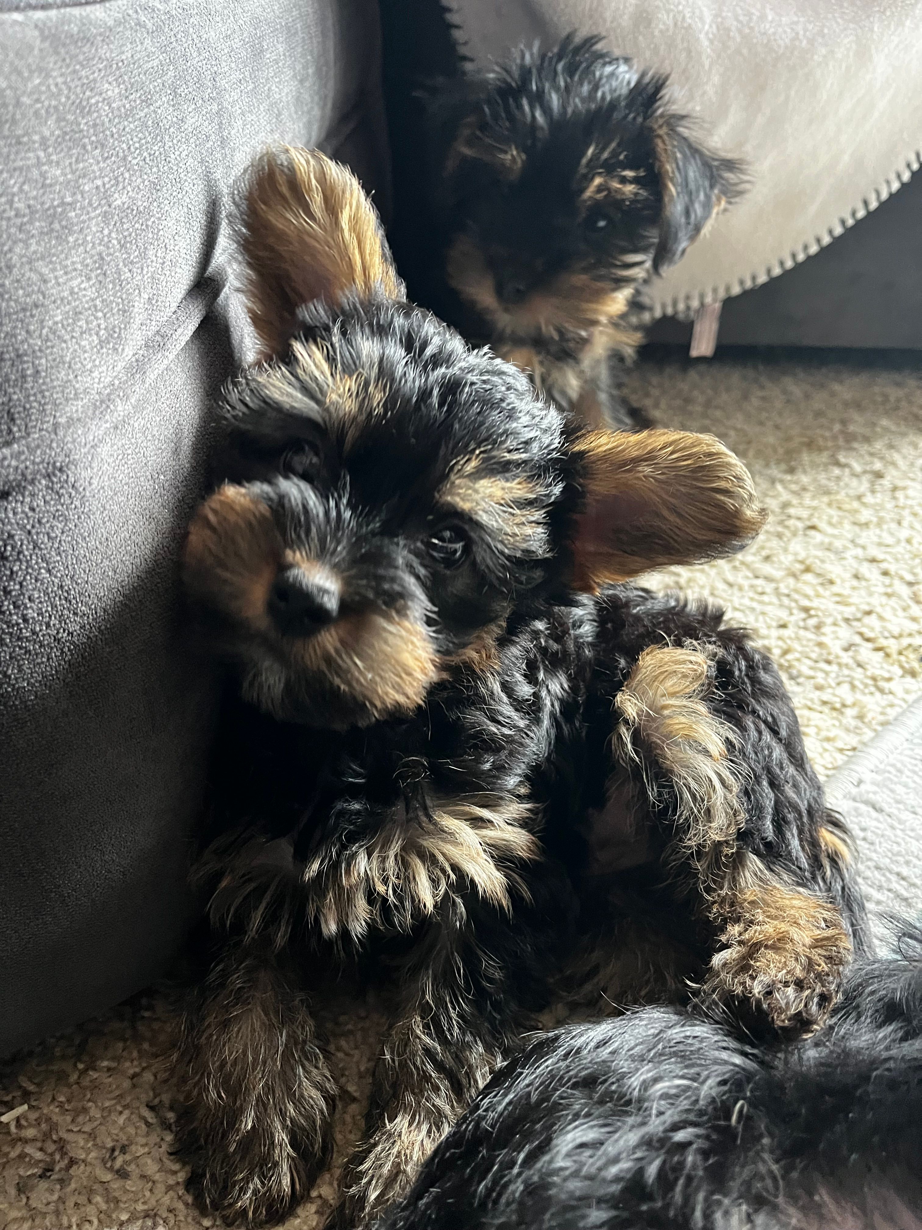 Pebbles – Yorkshire Terrier puppy for sale in New Berlin, WI