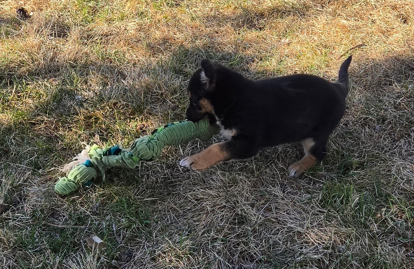 Pippin  – Australian Shepherd, German Shepherd Dog puppy for sale in Elizabeth, CO