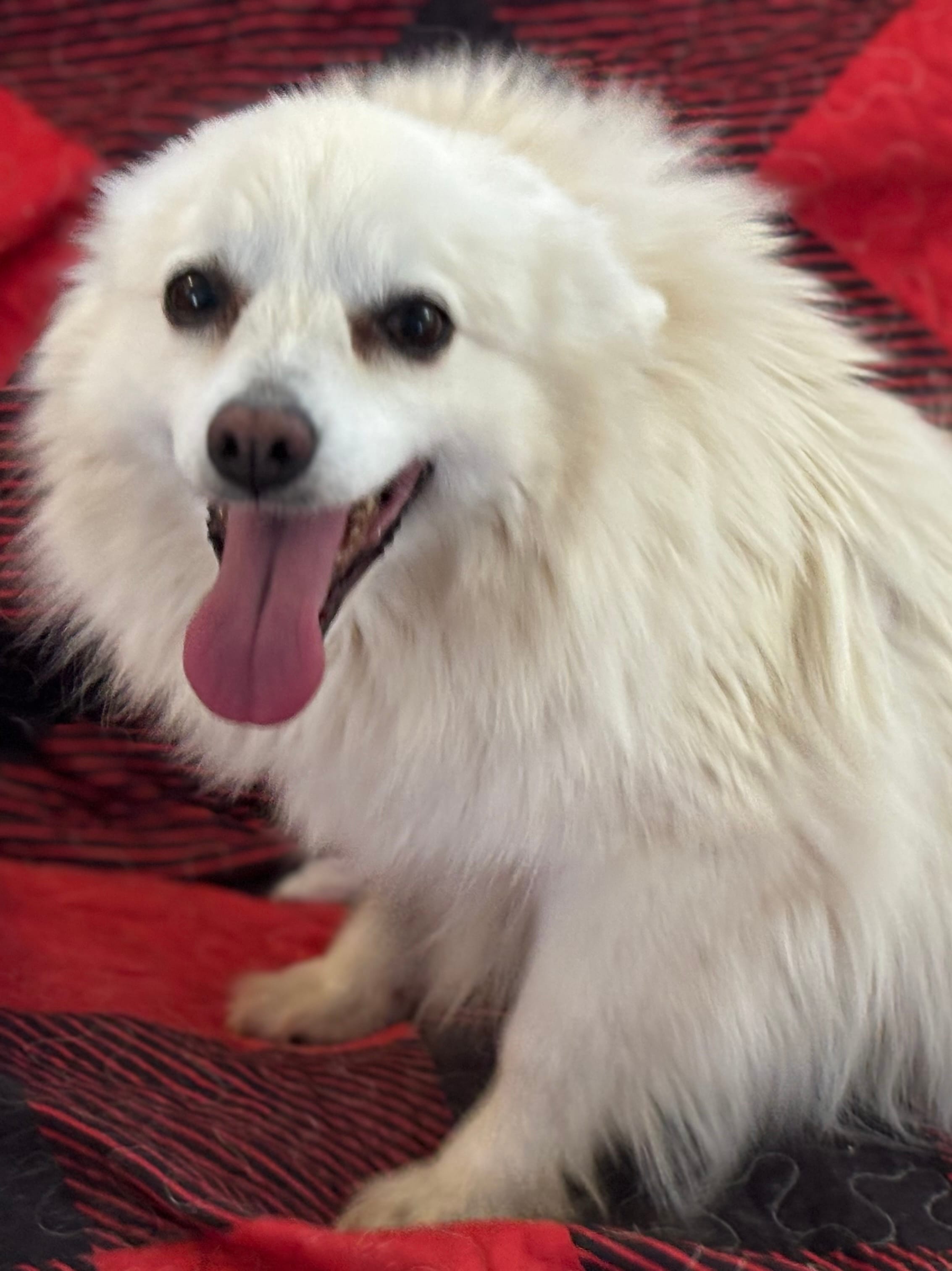 Misty – American Eskimo puppy for sale in Sneedville, TN