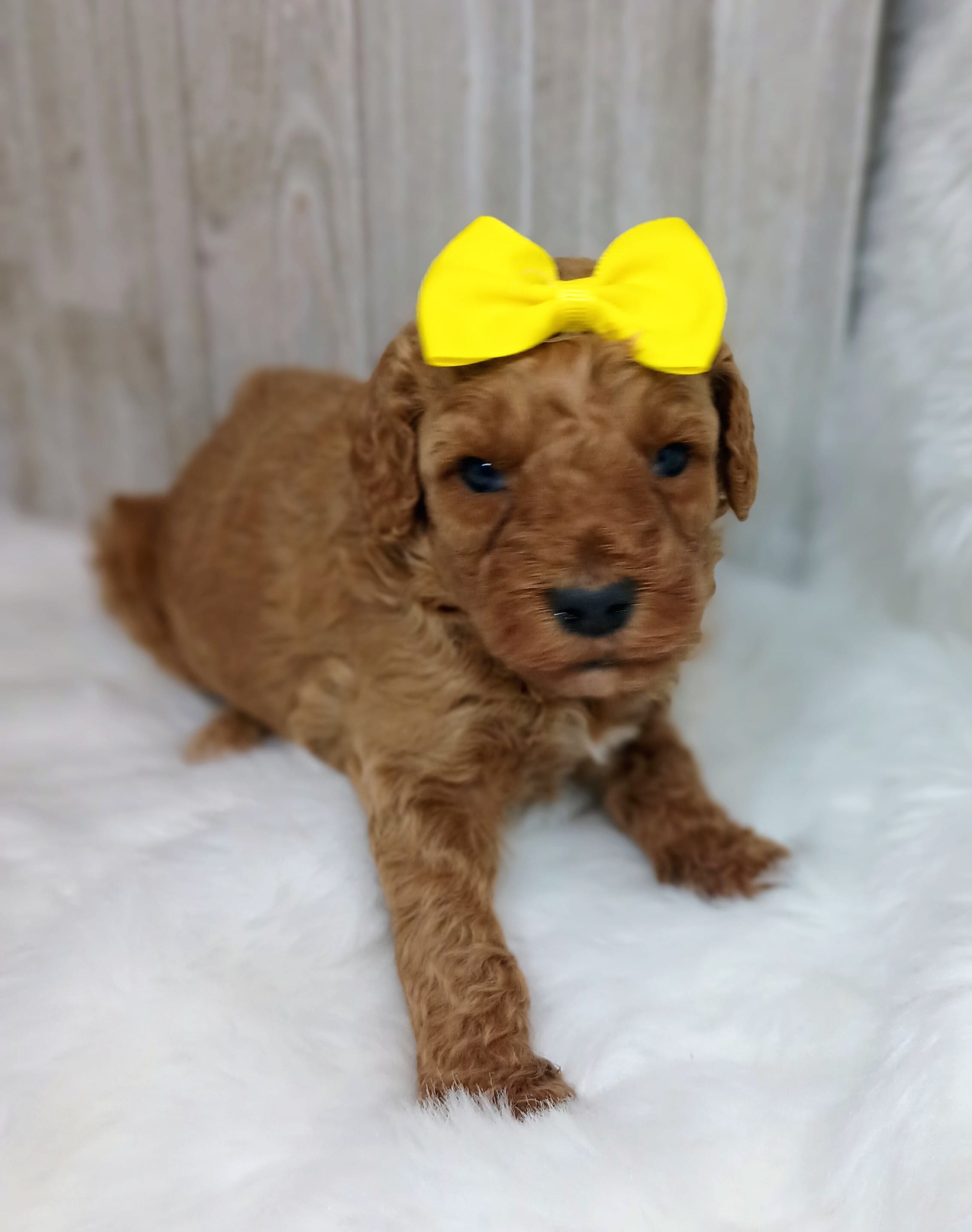 Daisy (yellow moyen) – Poodle - Multi-Colored Standard puppy for sale in Valley Center, KS