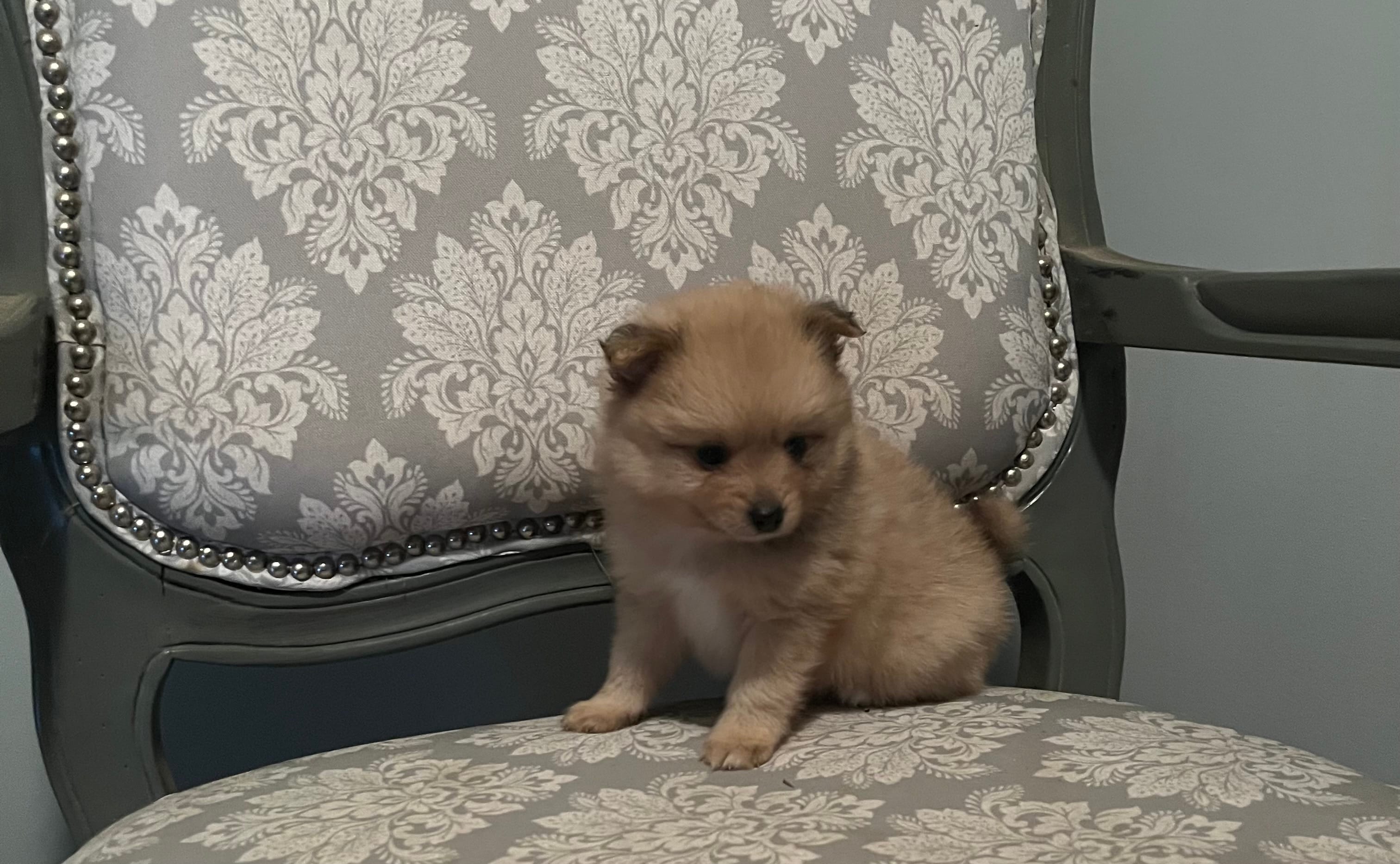 Peanut – Pomeranian puppy for sale in Twin City, GA