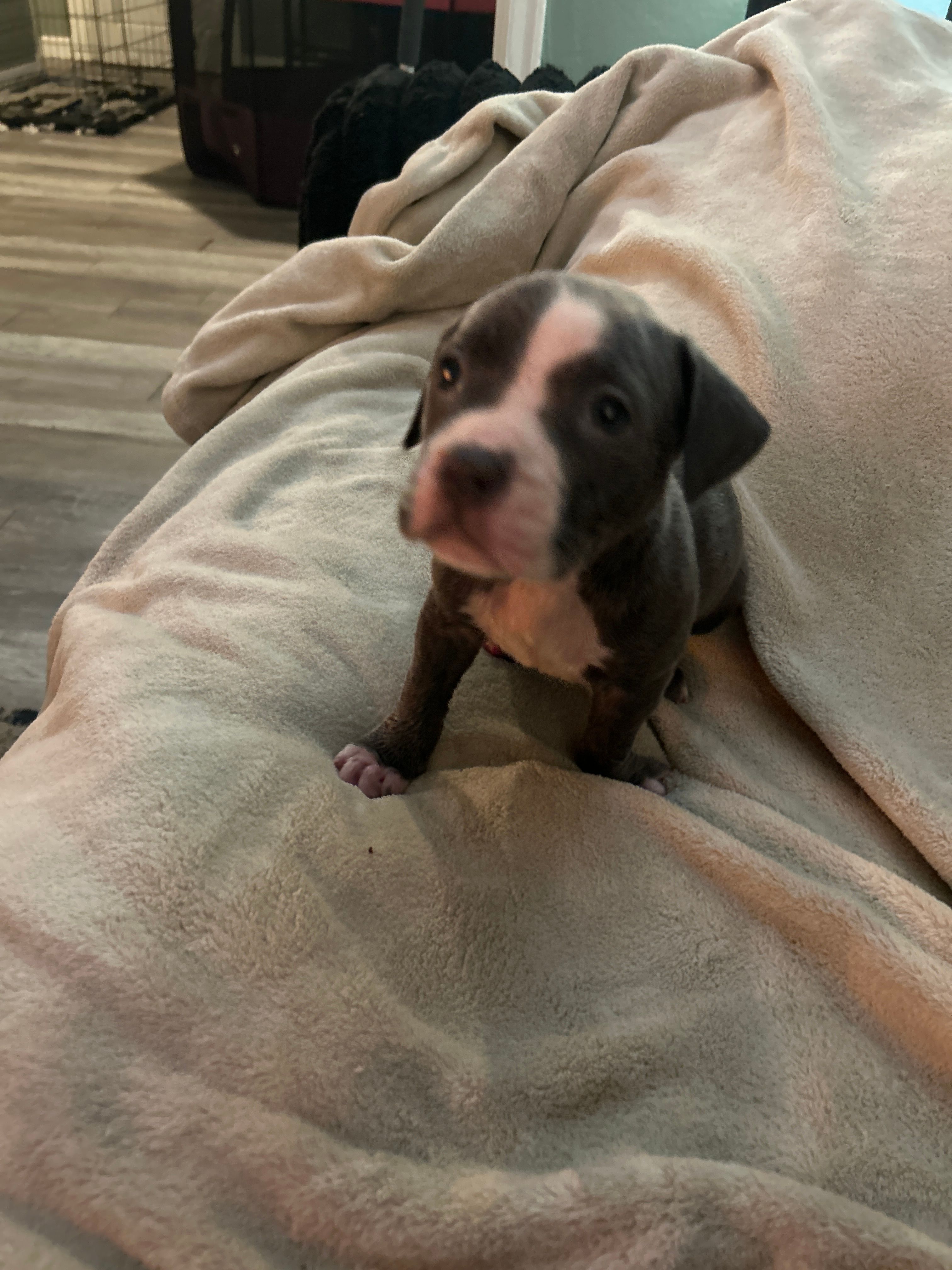 Athena – American Staffordshire Terrier puppy for sale in Saint Charles, MO