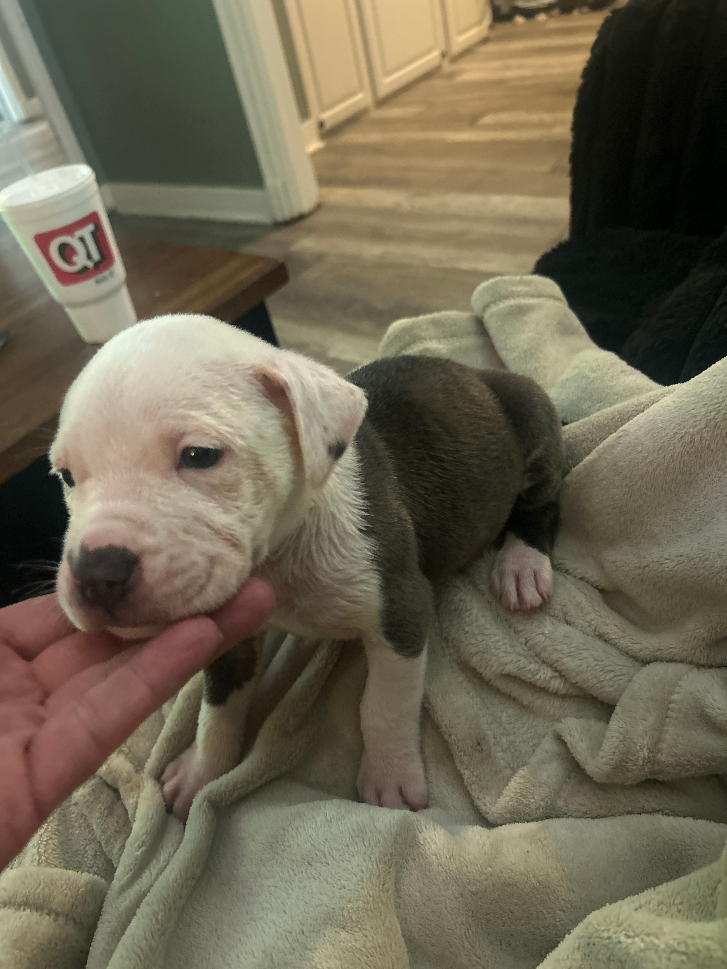 Leonidas – American Staffordshire Terrier puppy for sale in Saint Charles, MO
