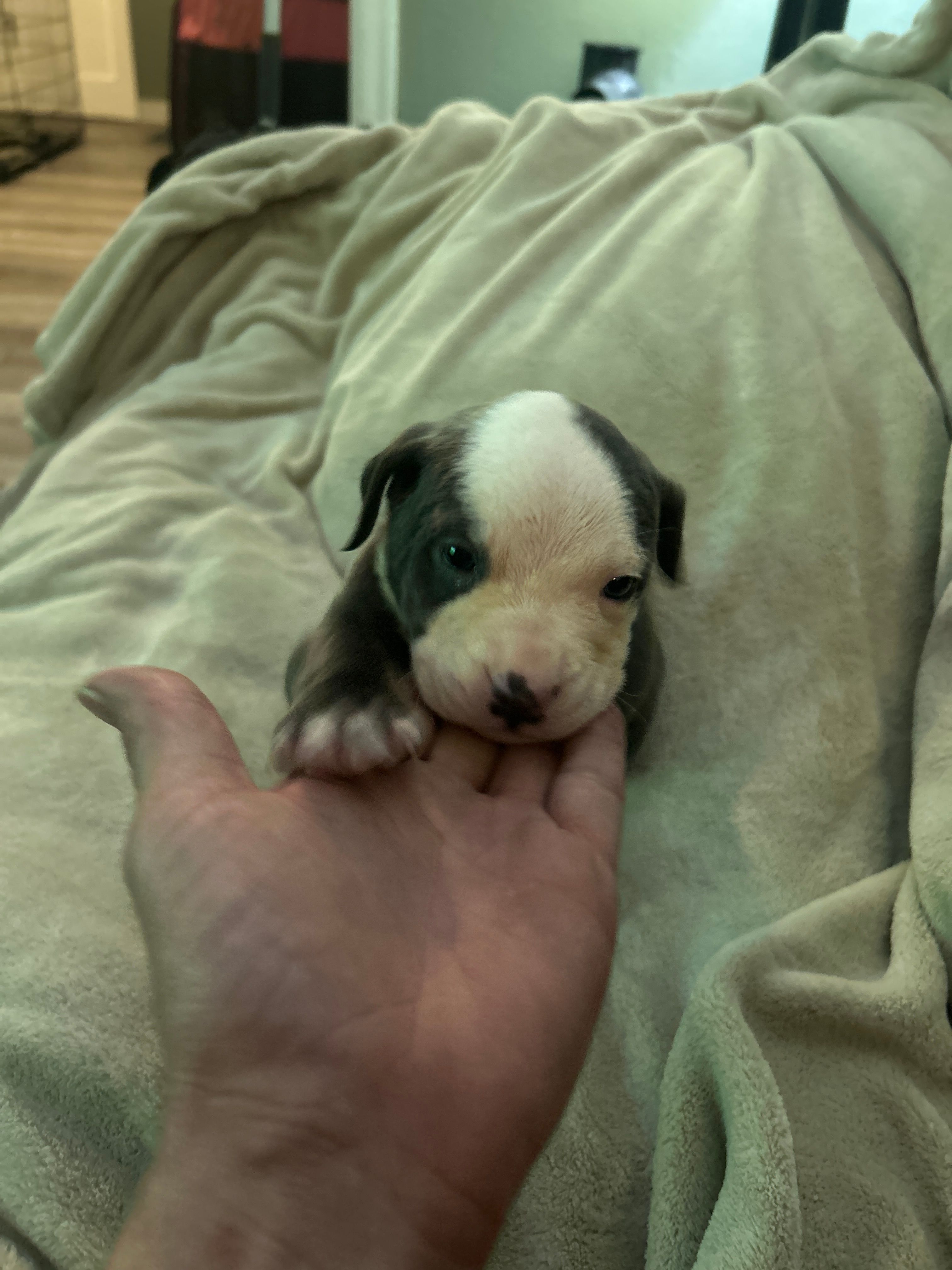 Loki – American Staffordshire Terrier puppy for sale in Saint Charles, MO