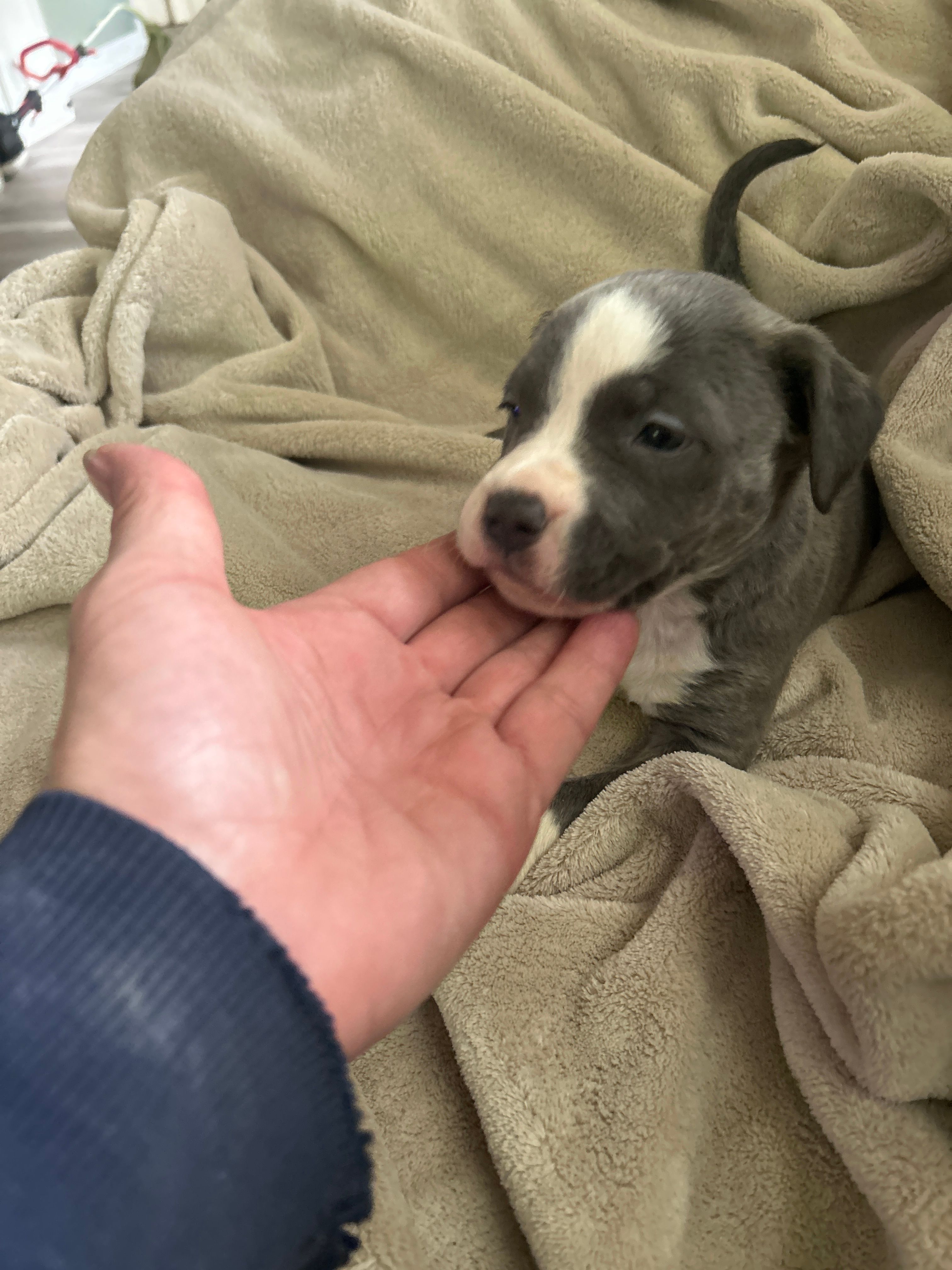 Aphrodite – American Staffordshire Terrier puppy for sale in Saint Charles, MO