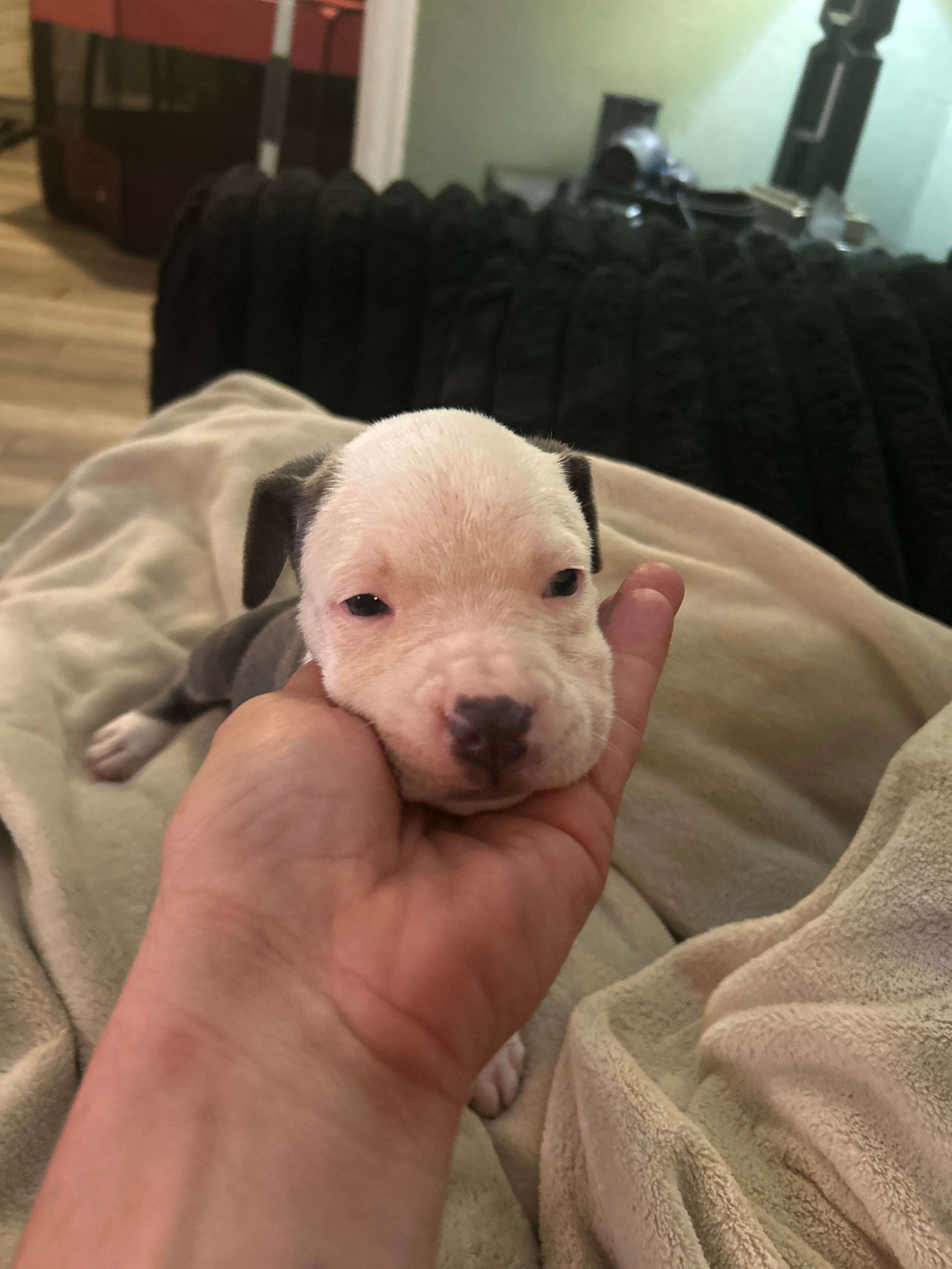 Apollo – American Staffordshire Terrier puppy for sale in Saint Charles, MO