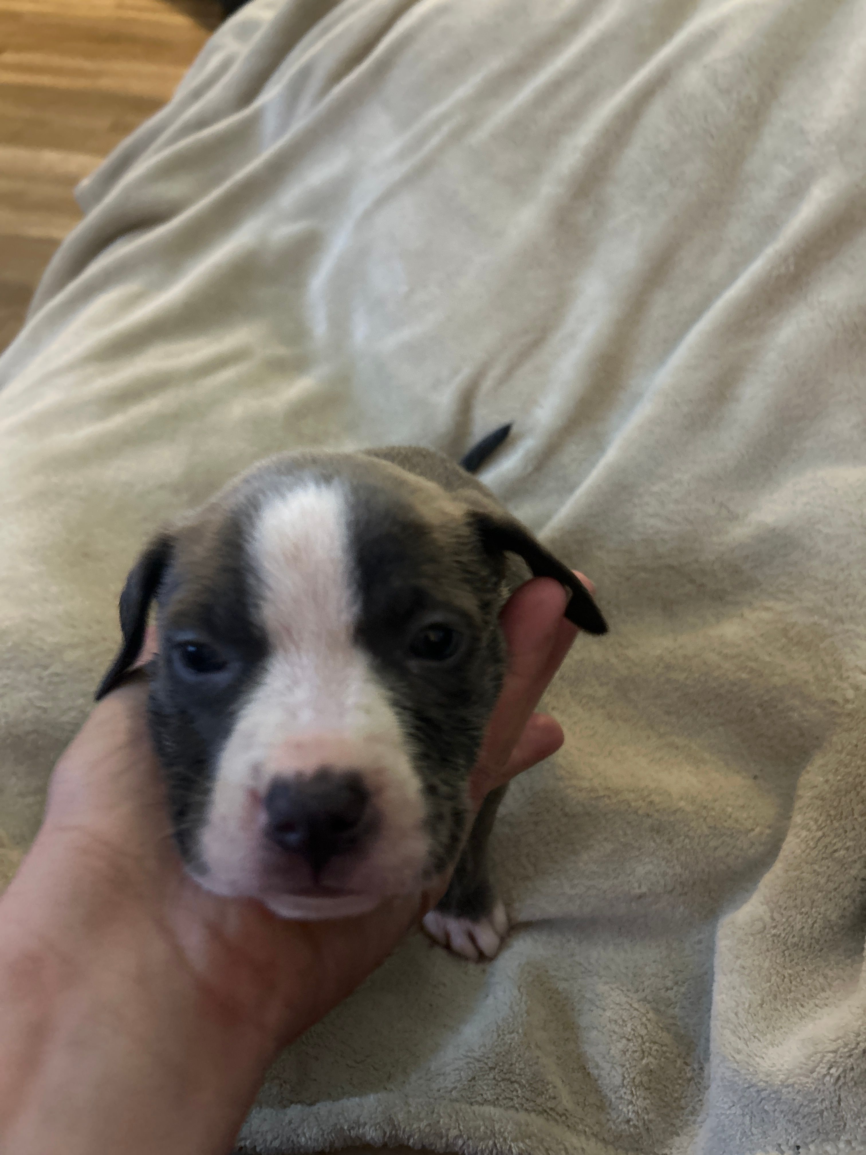 Odin – American Staffordshire Terrier puppy for sale in Saint Charles, MO