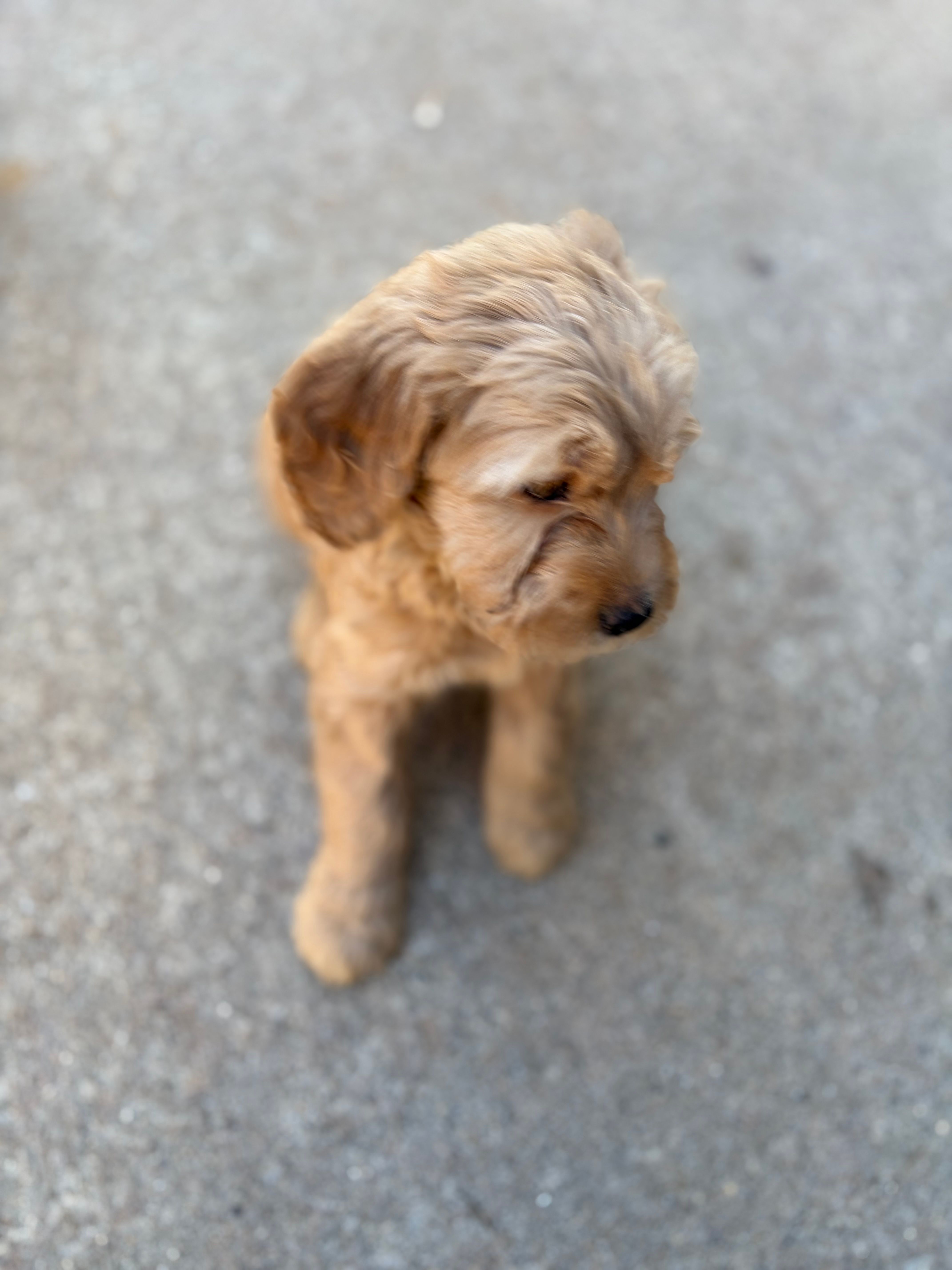 Daisy – Golden Mountain Doodle puppy for sale in Westland, MI