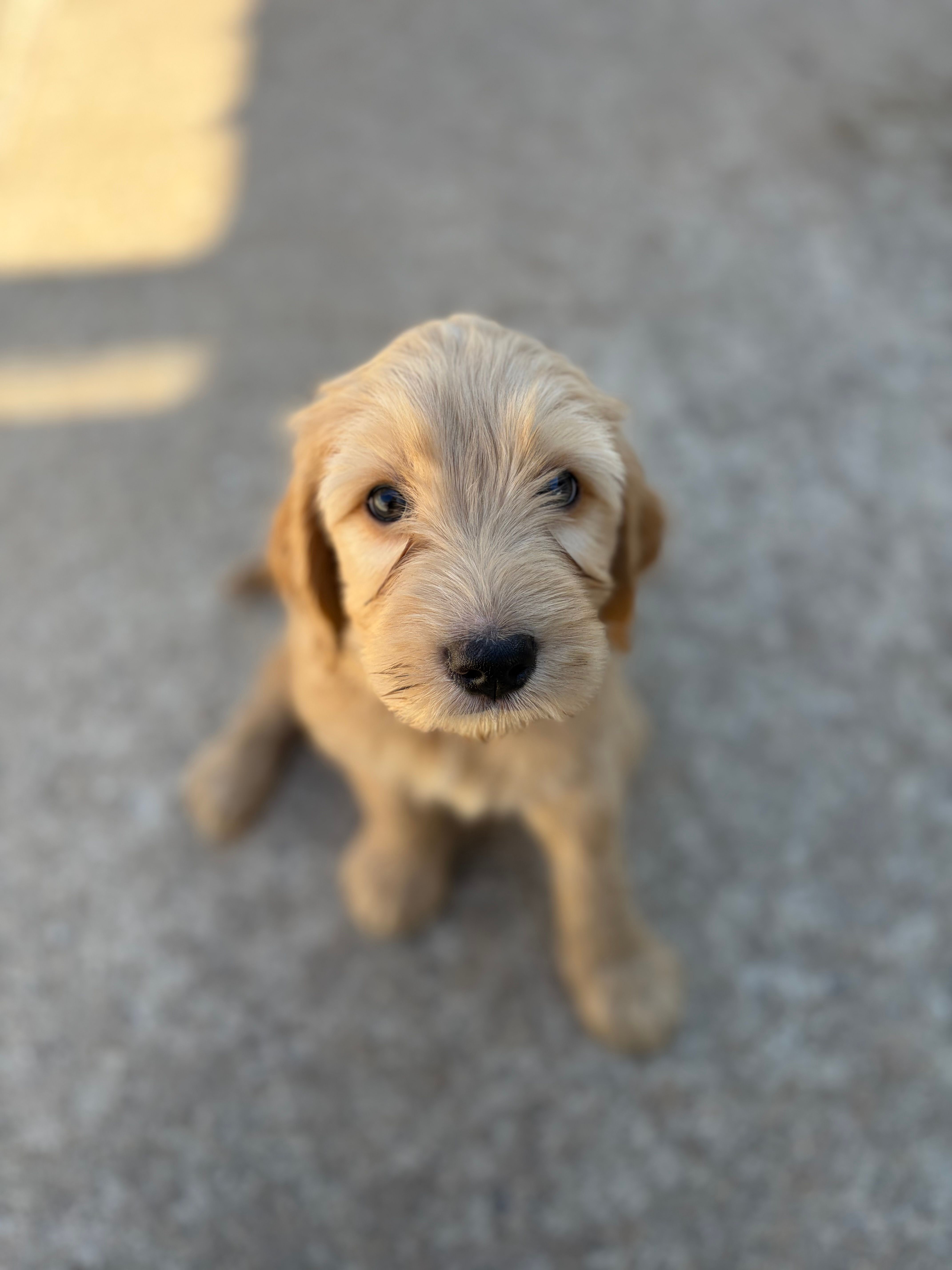Silas – Golden Mountain Doodle puppy for sale in Livonia, MI