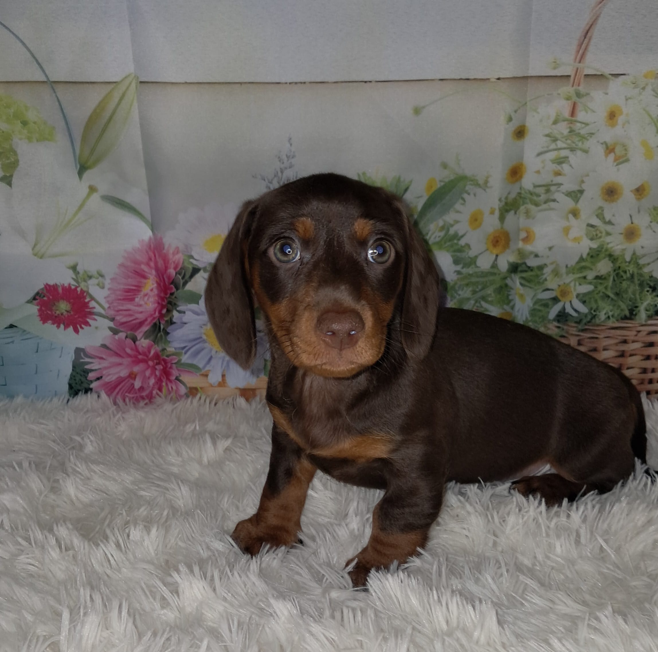 <3Smooth coat chocolate and tan girl – Miniature Dachshund puppy for sale in Martin, TN