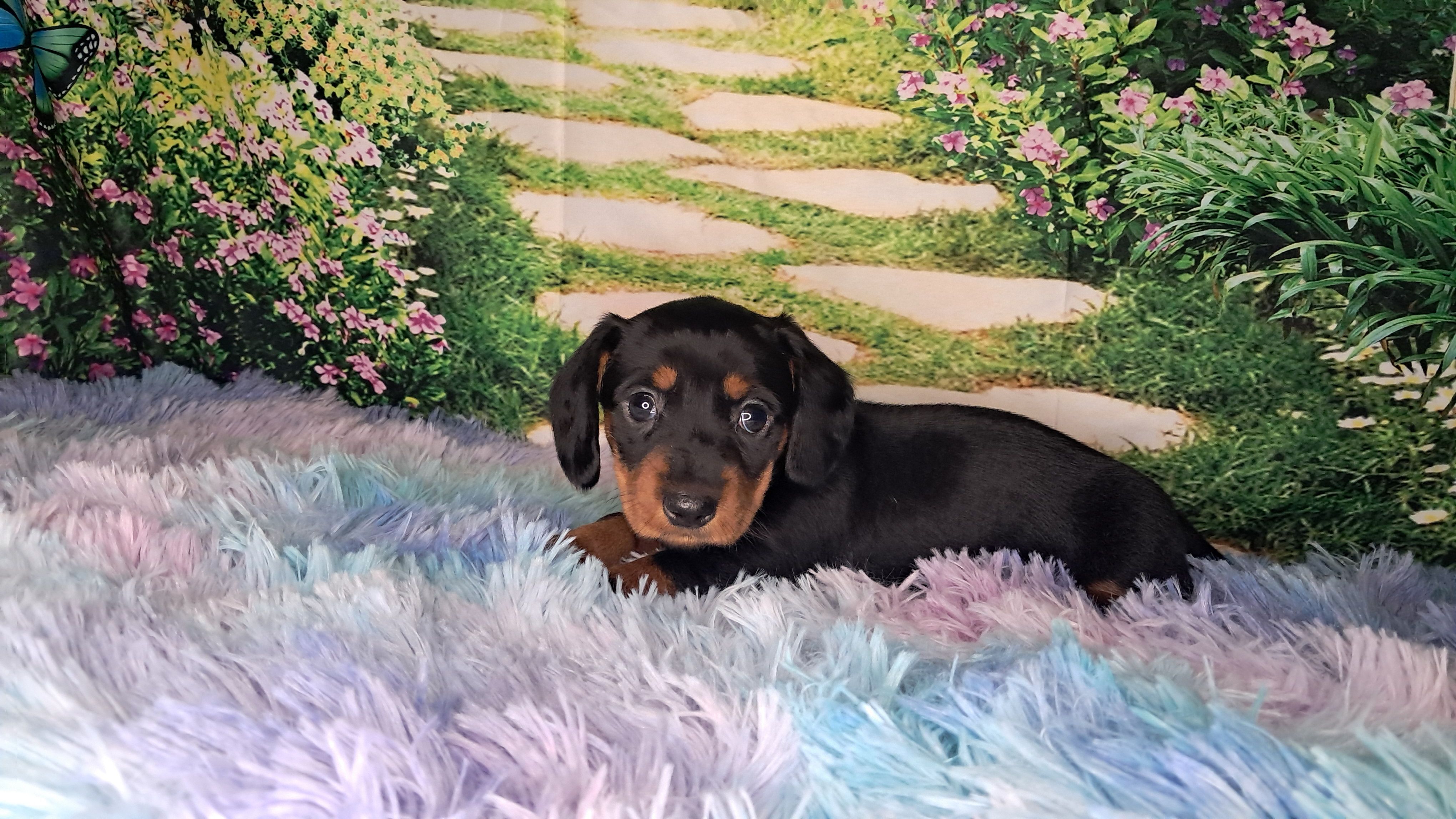 Sweetpea – Miniature Dachshund puppy for sale in Martin, TN