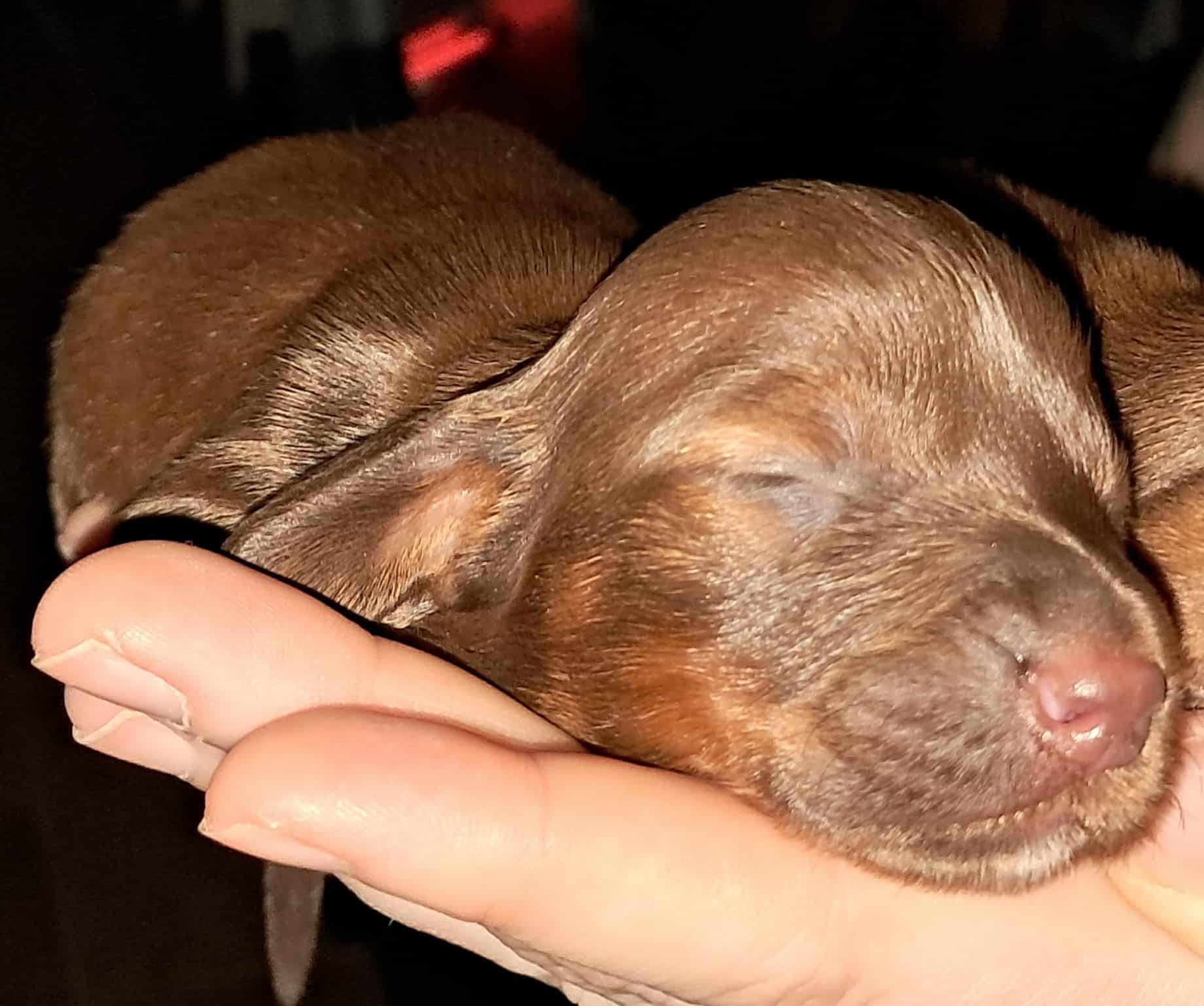 Smooth coat chocolate and tan girl