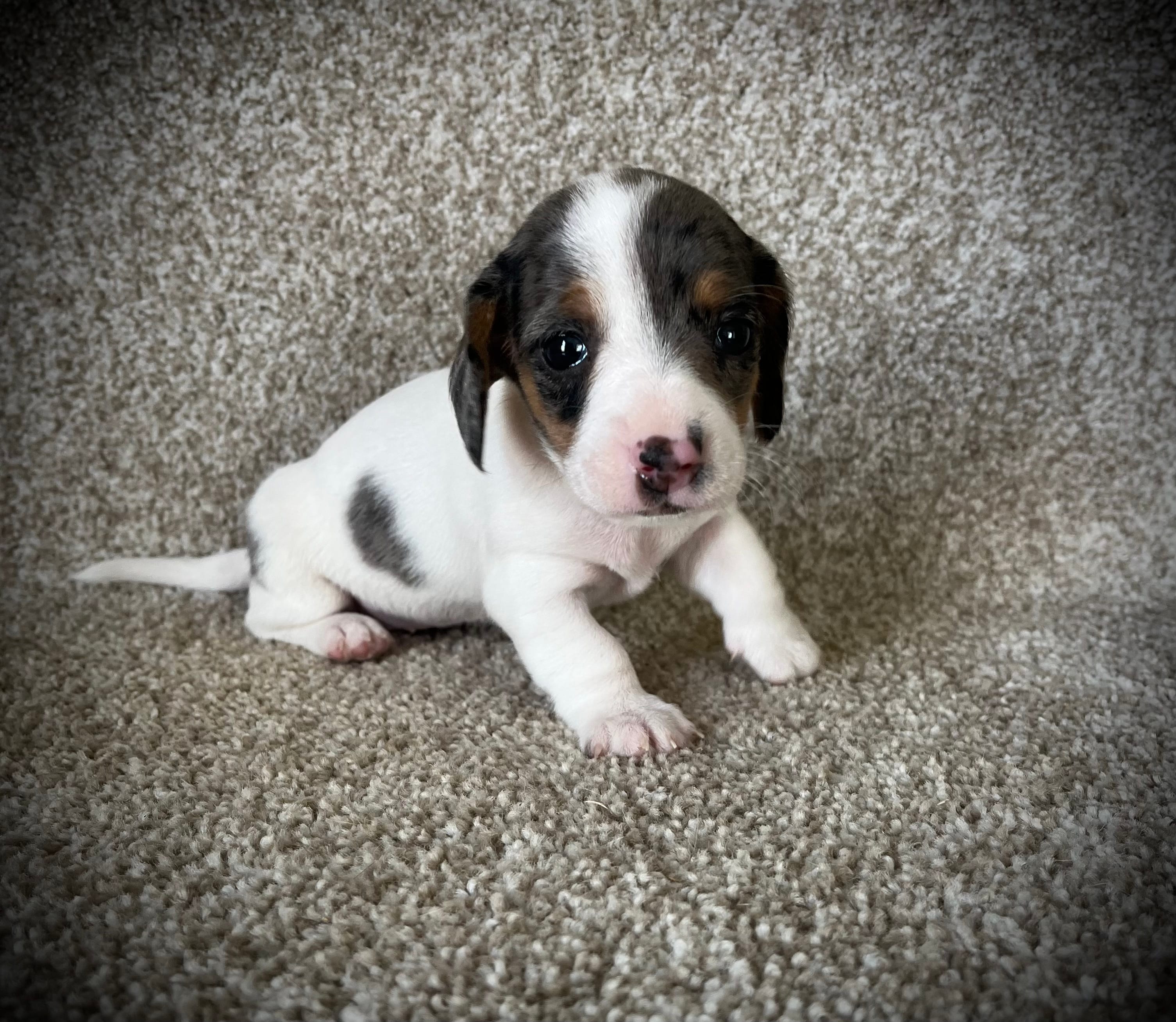 Tikka – Miniature Dachshund puppy for sale in Ashland, OH