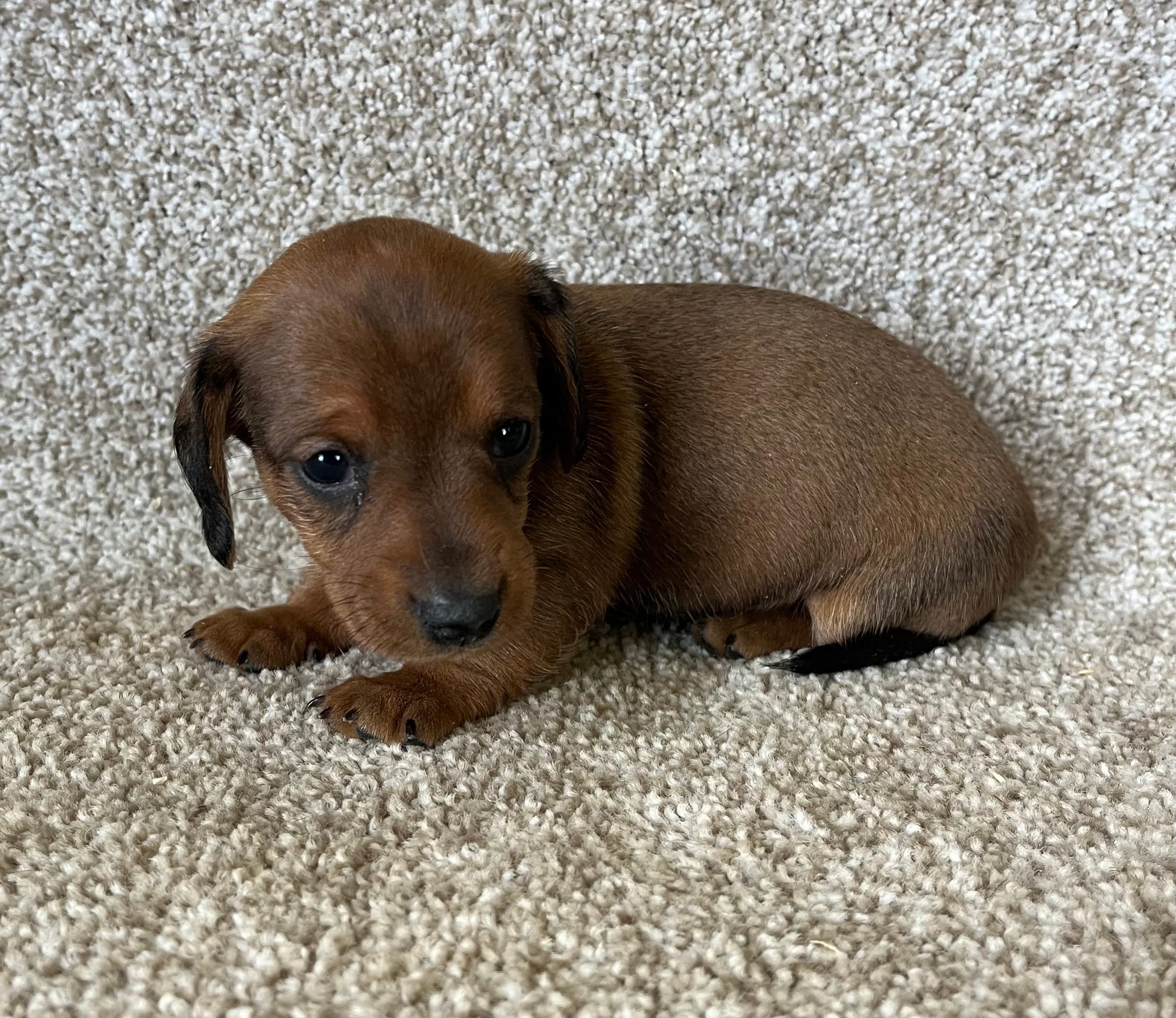 Janie  – Miniature Dachshund puppy for sale in Ashland, OH