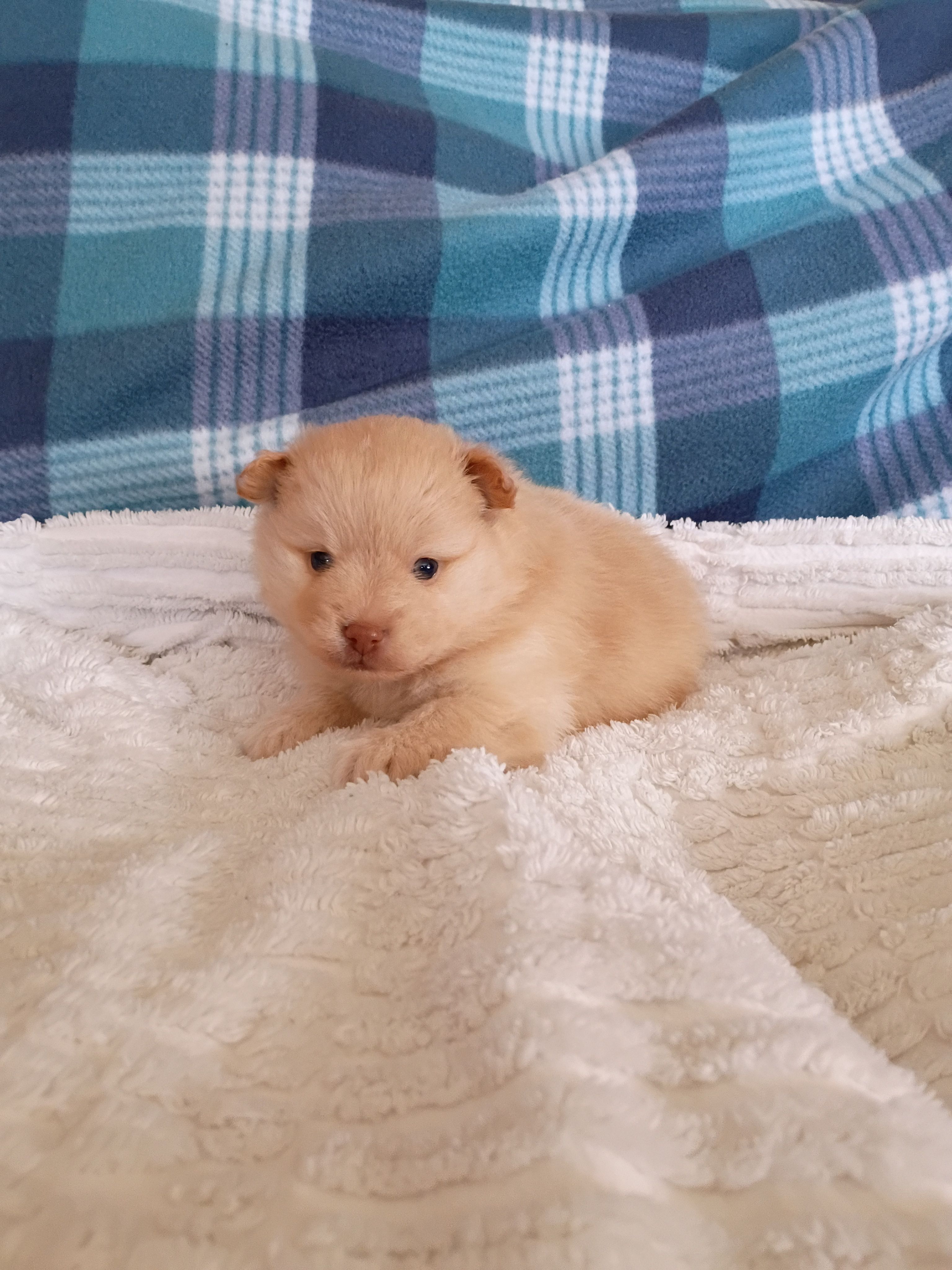 Dexter  – Pomeranian puppy for sale in Tucson, AZ