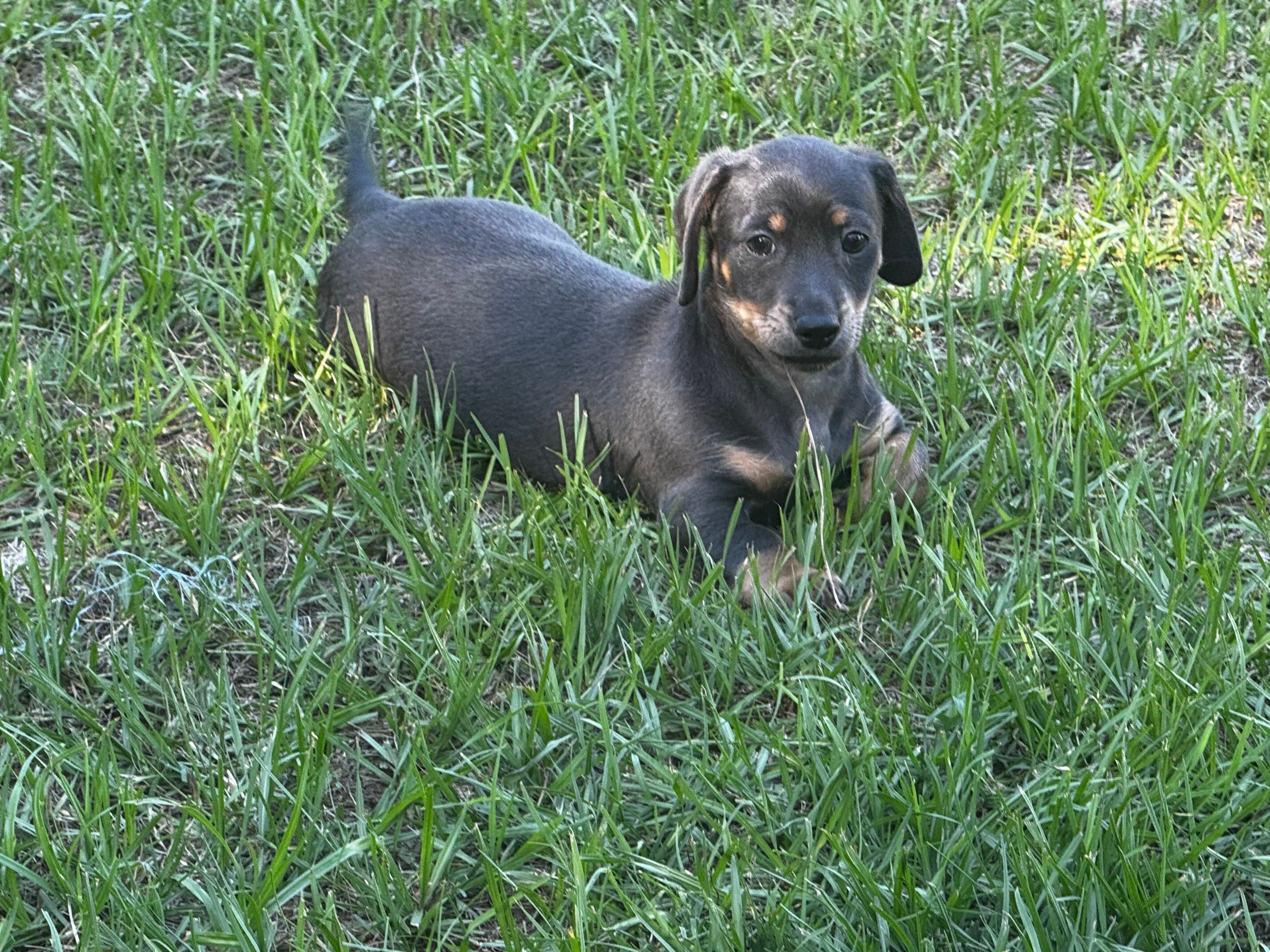 Blue and Tan M – Miniature Dachshund puppy for sale in Dublin, GA
