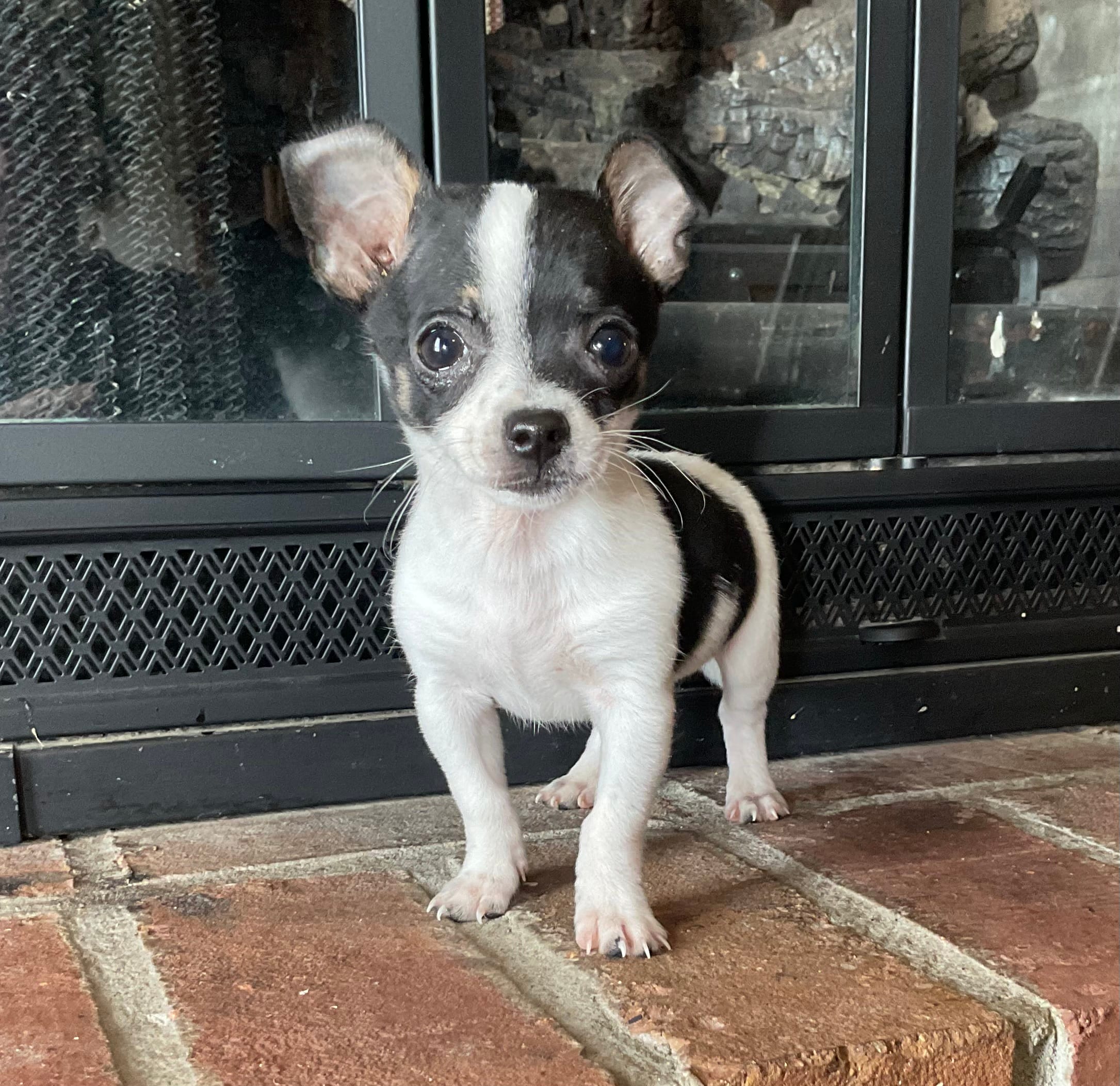Sparkle  – Chihuahua puppy for sale in Flora, IN