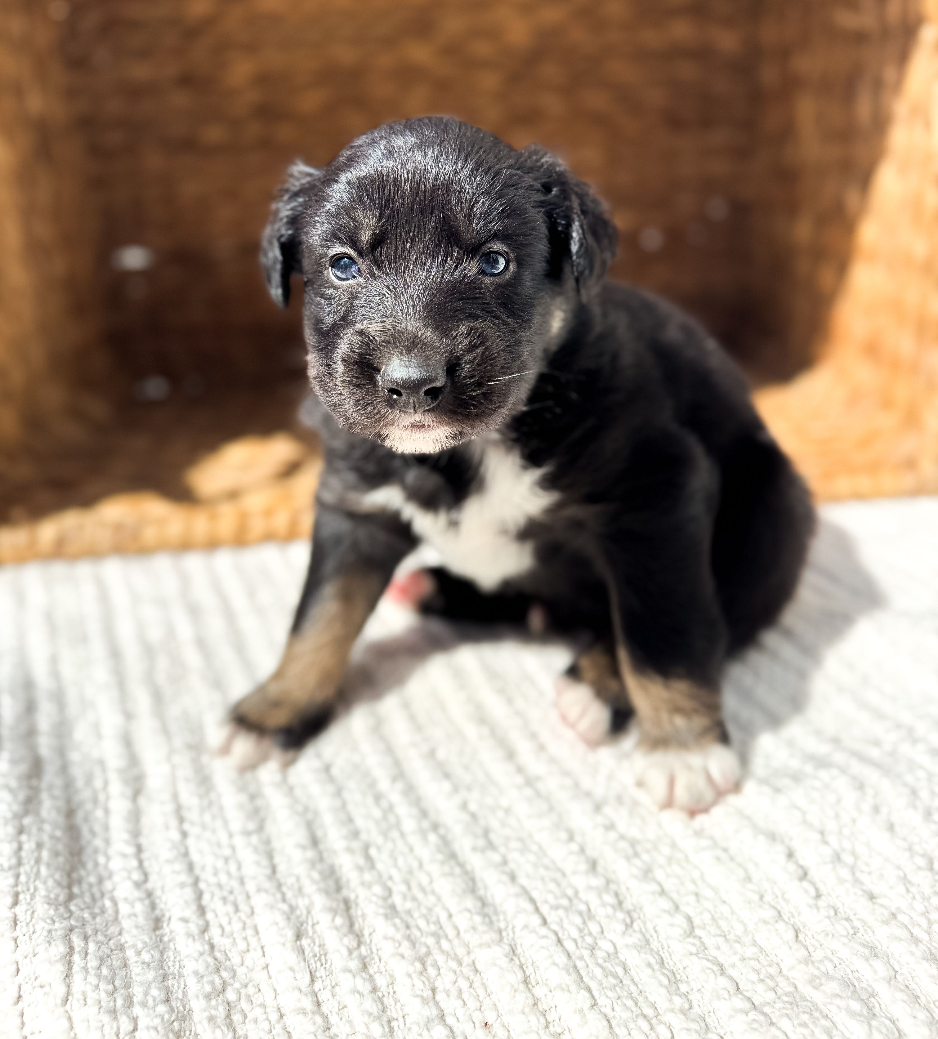 Chucky – Australian Shepherd puppy for sale in Unionville, IA