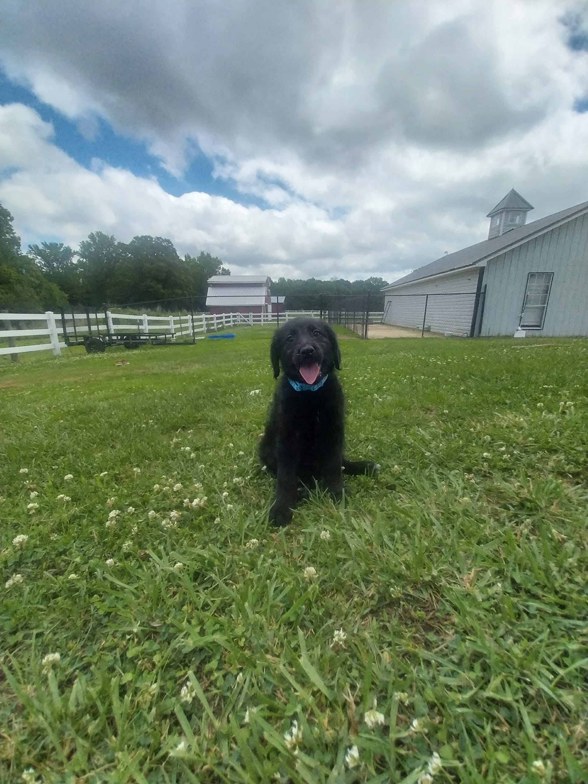 Blue – Labradoodle puppy for sale in Gallant, AL