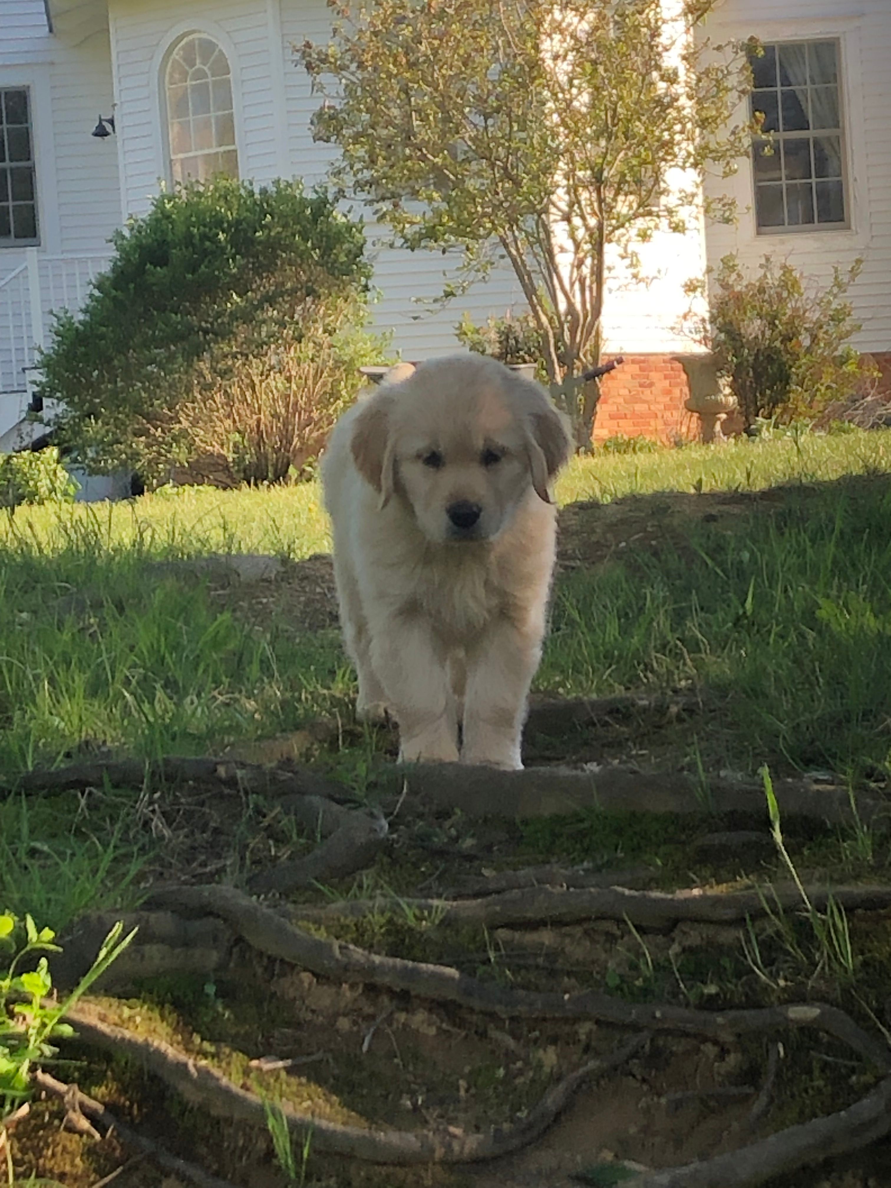 Honey – Golden Retriever puppy for sale in Huntly, VA