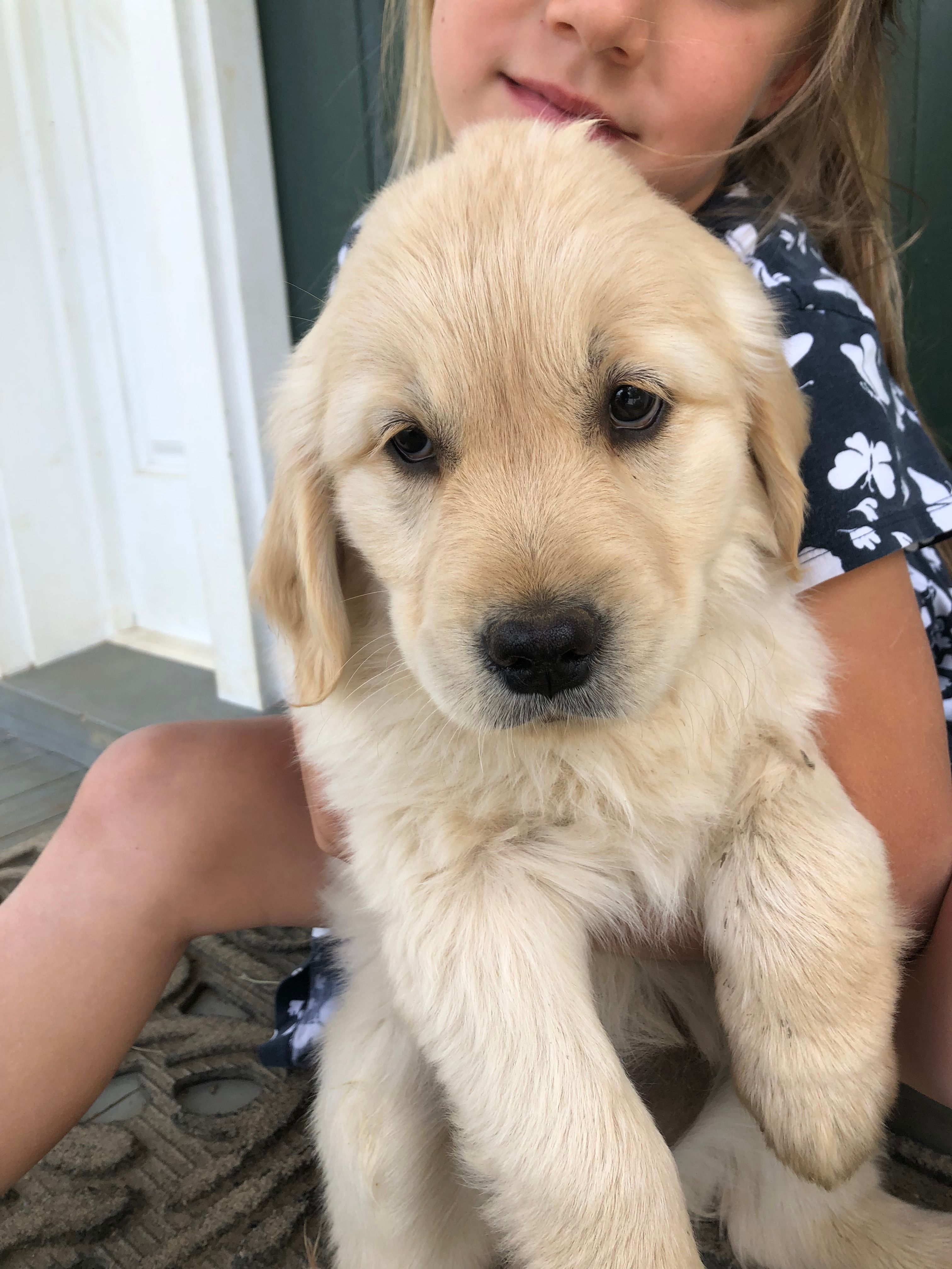 Honey – Golden Retriever puppy for sale in Huntly, VA