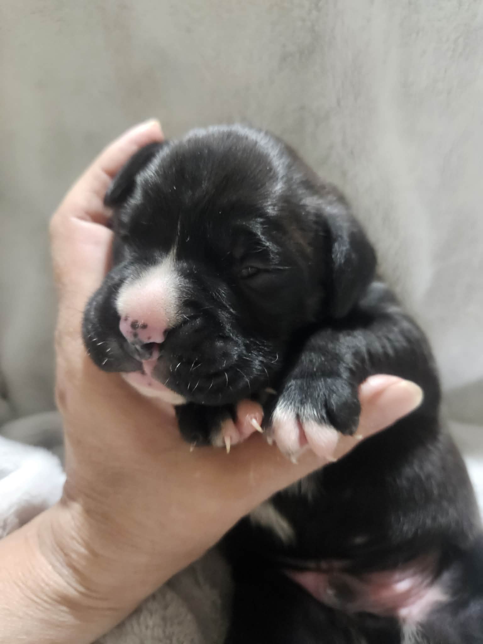 Buster AKC  – Boxer puppy for sale in Milton, FL