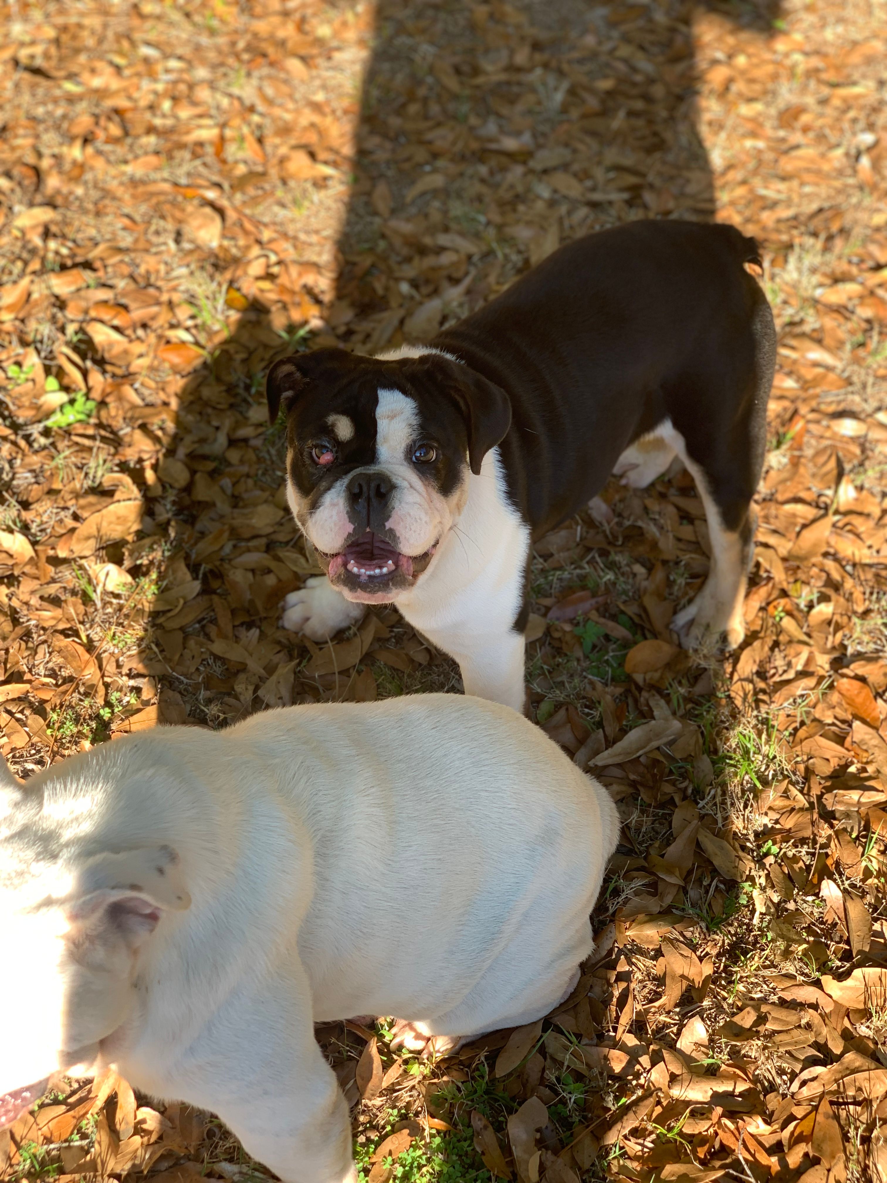 Bud – English Bulldog puppy for sale in Milton, FL