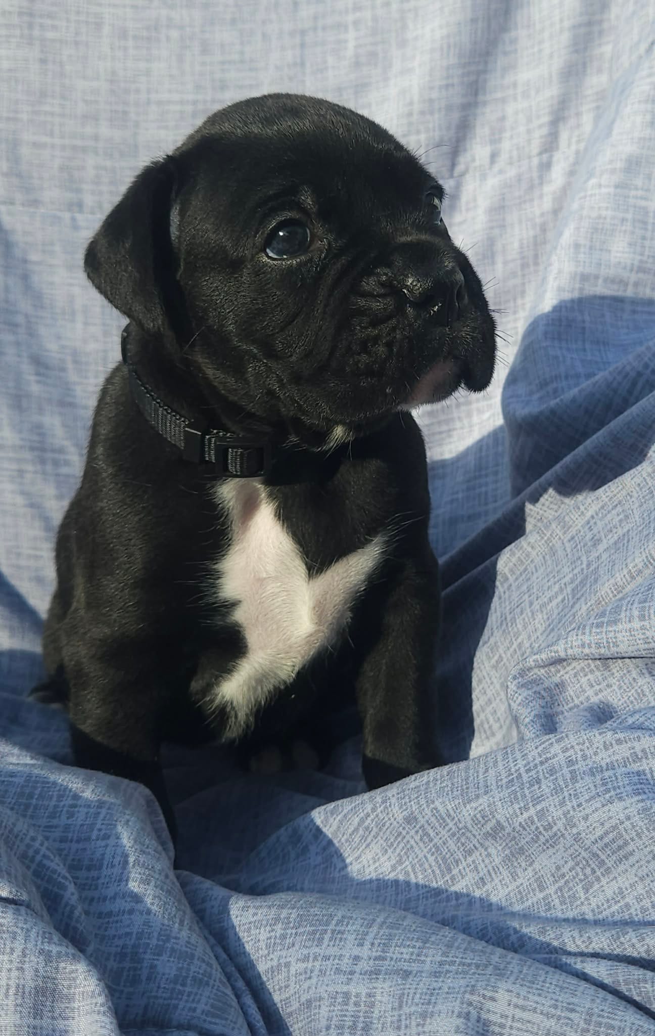 Rebel AKC  – Boxer puppy for sale in Milton, FL