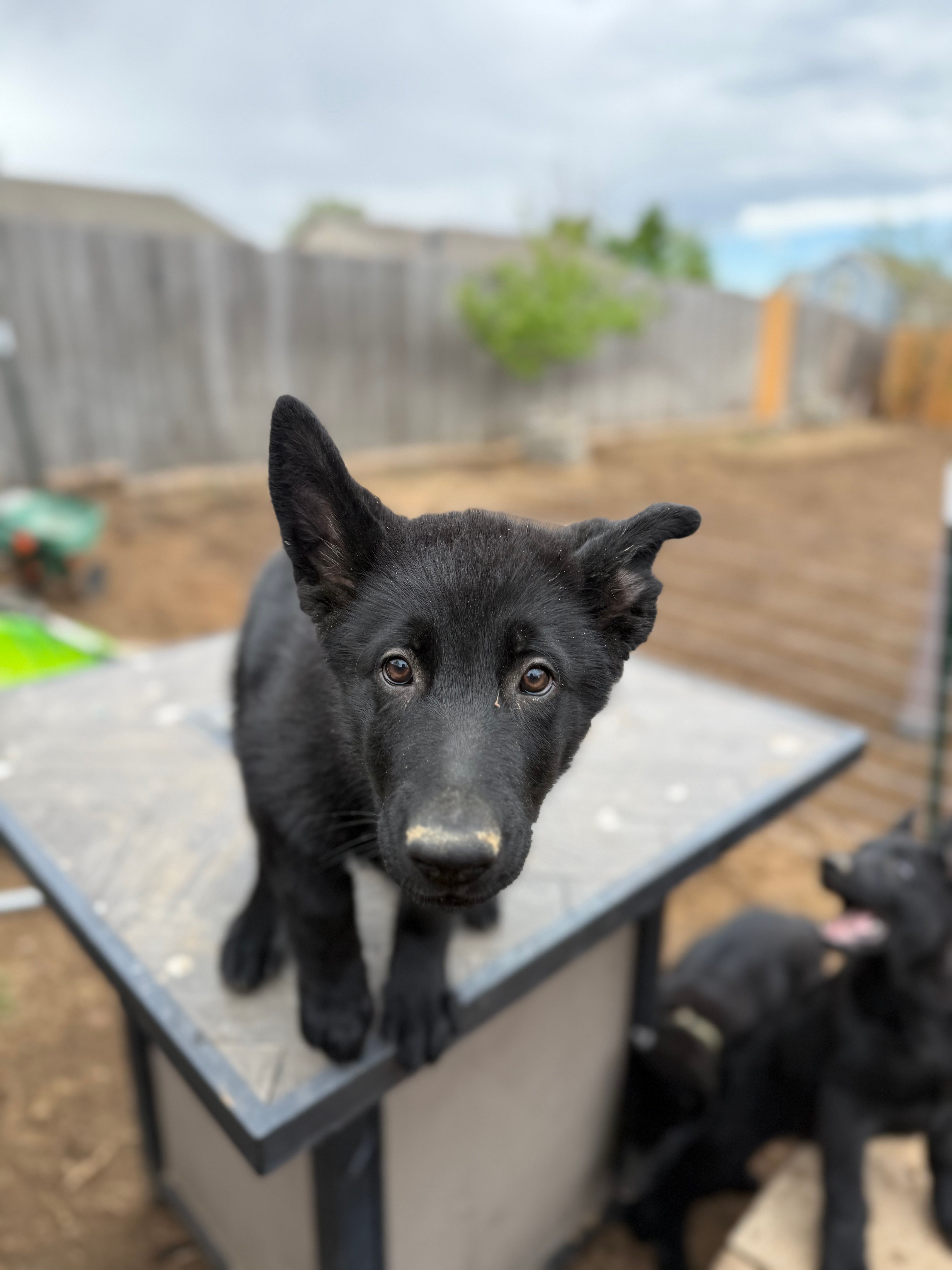 Wyllie – German Shepherd Dog puppy for sale in Milliken, CO