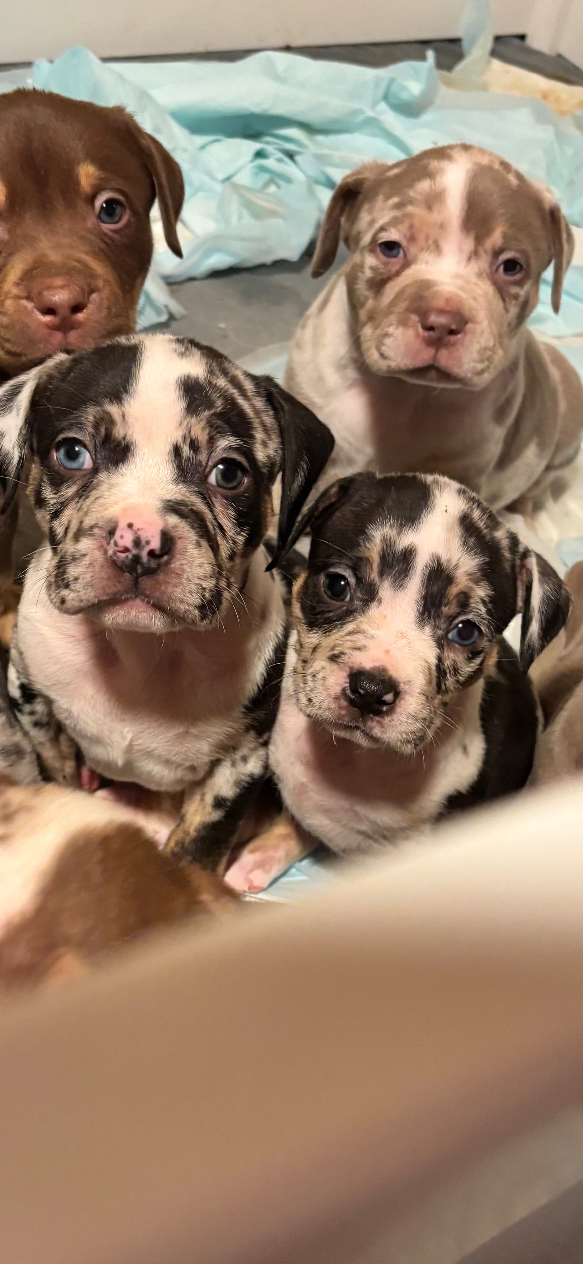 Daphne – American Bully puppy for sale in New Castle, PA