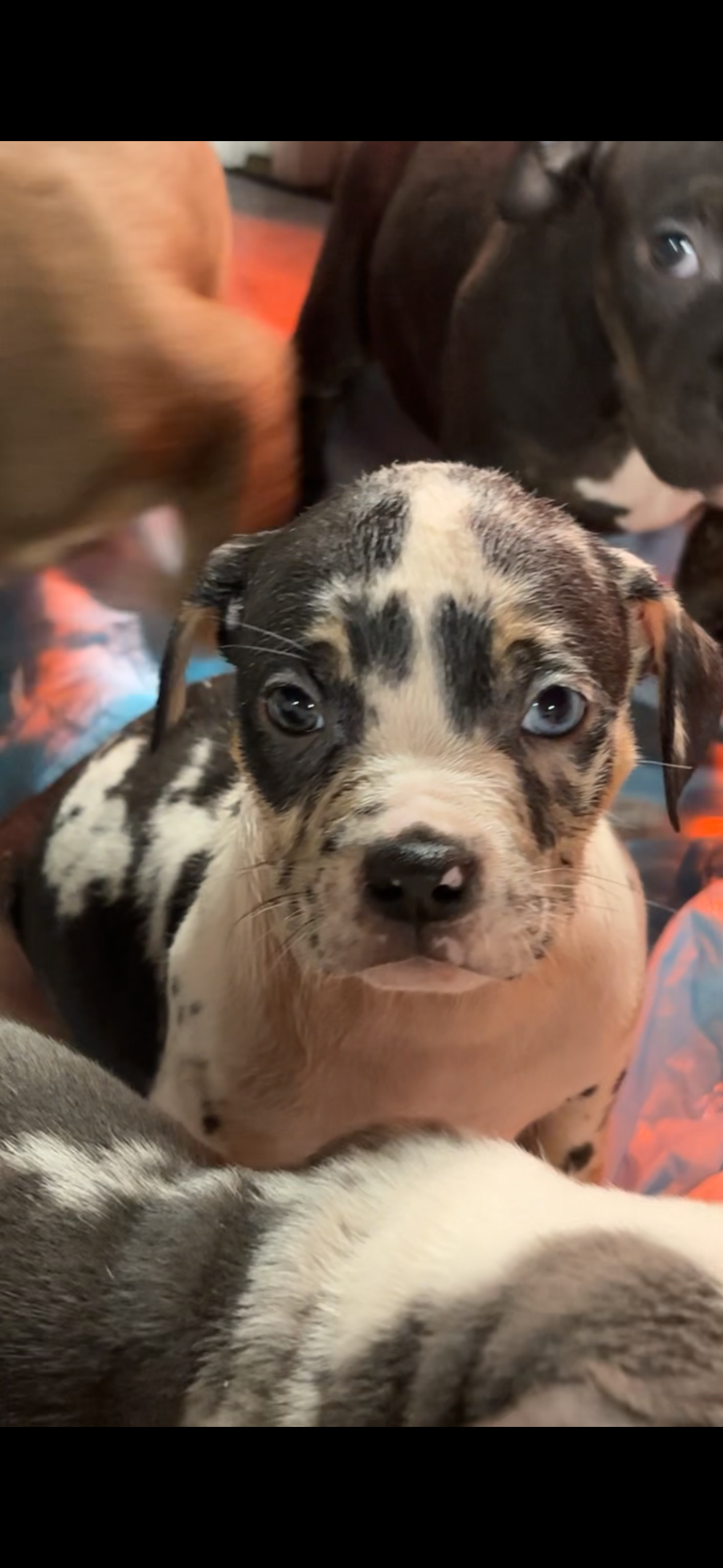 Daphne – American Bully puppy for sale in New Castle, PA