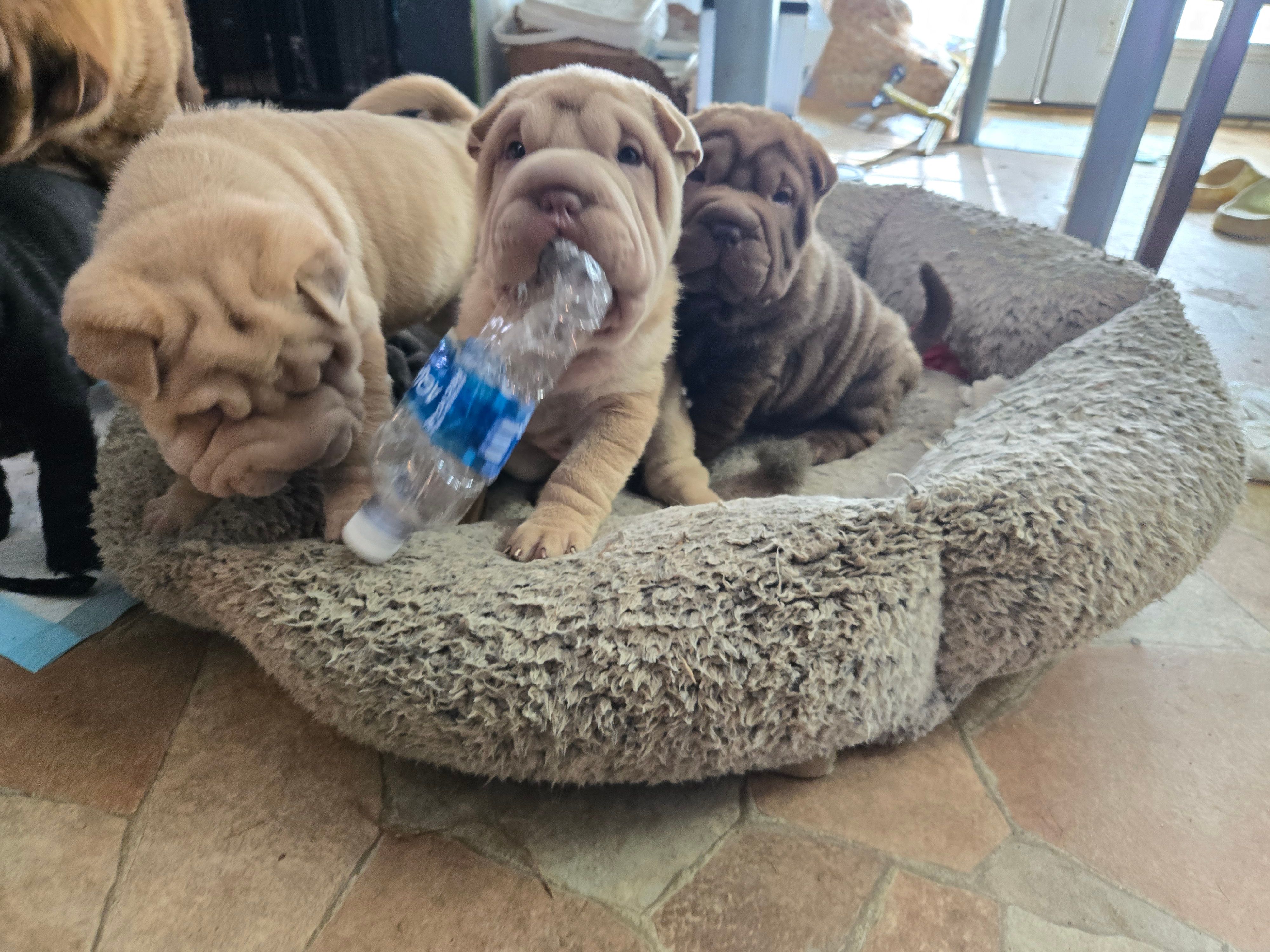 Wuffles – Chinese Shar-Pei puppy for sale in Sanford, NC