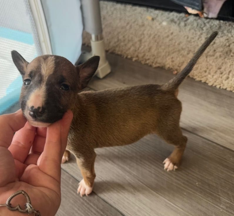 Pup7 – Bull Terrier puppy for sale in Houston, TX