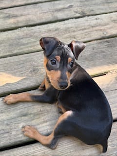 Harley – Miniature Pinscher puppy for sale in Newnan, GA
